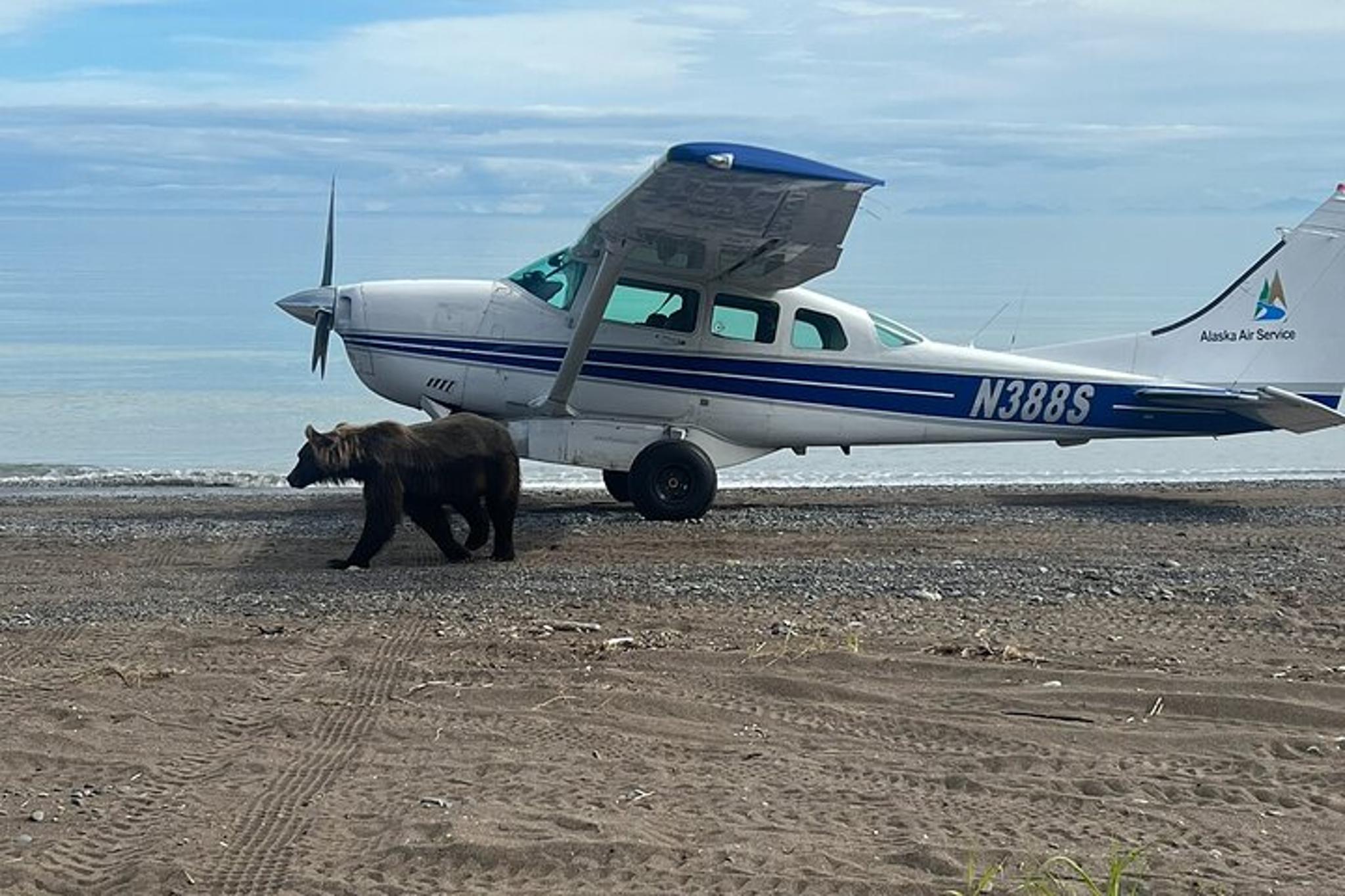 Anchorage Bear Viewing Airplane Adventure - Image 5
