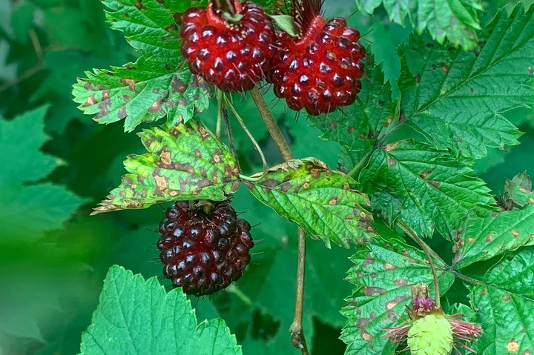 Ketchikan Shop, Sites, and Bites Tour 2 hr - Image 4