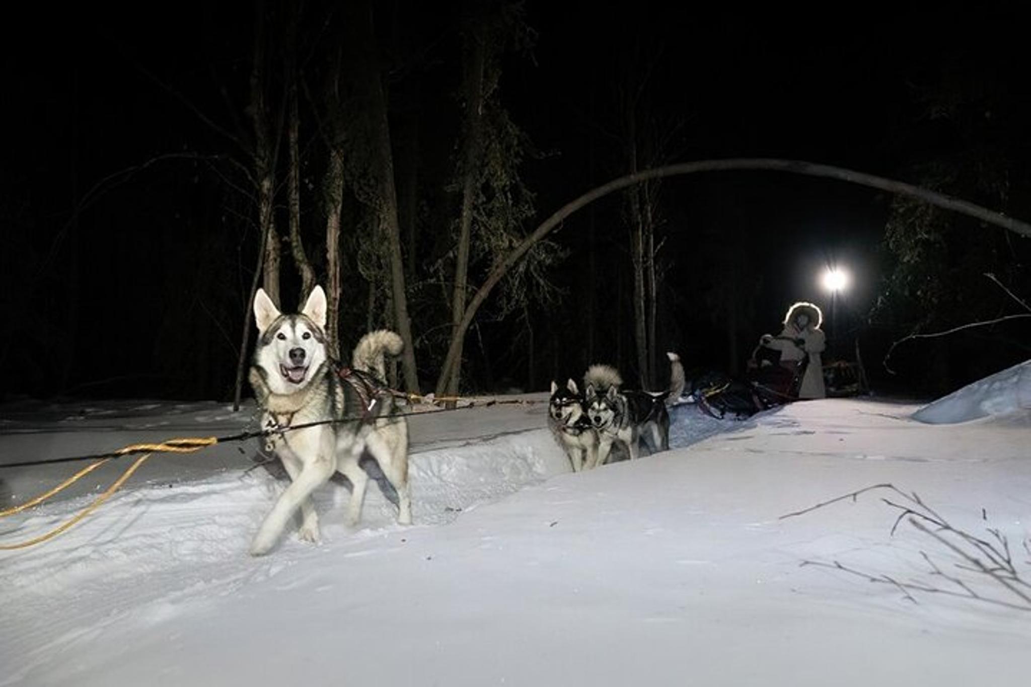 Fairbanks Dog Sledding and Northern Lights Combo - Image 3