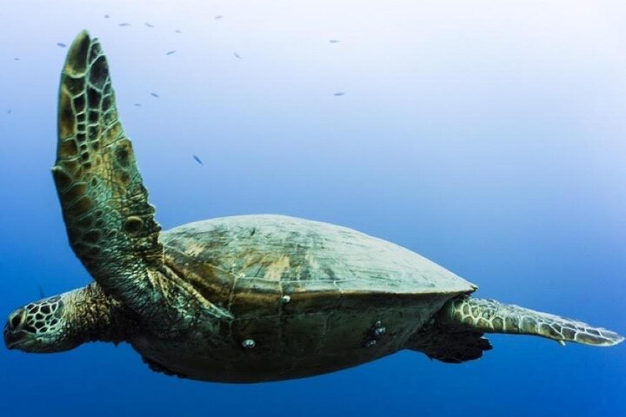 Waikiki 2-Tank Wrecks & Reef Boat Dive - Image 3
