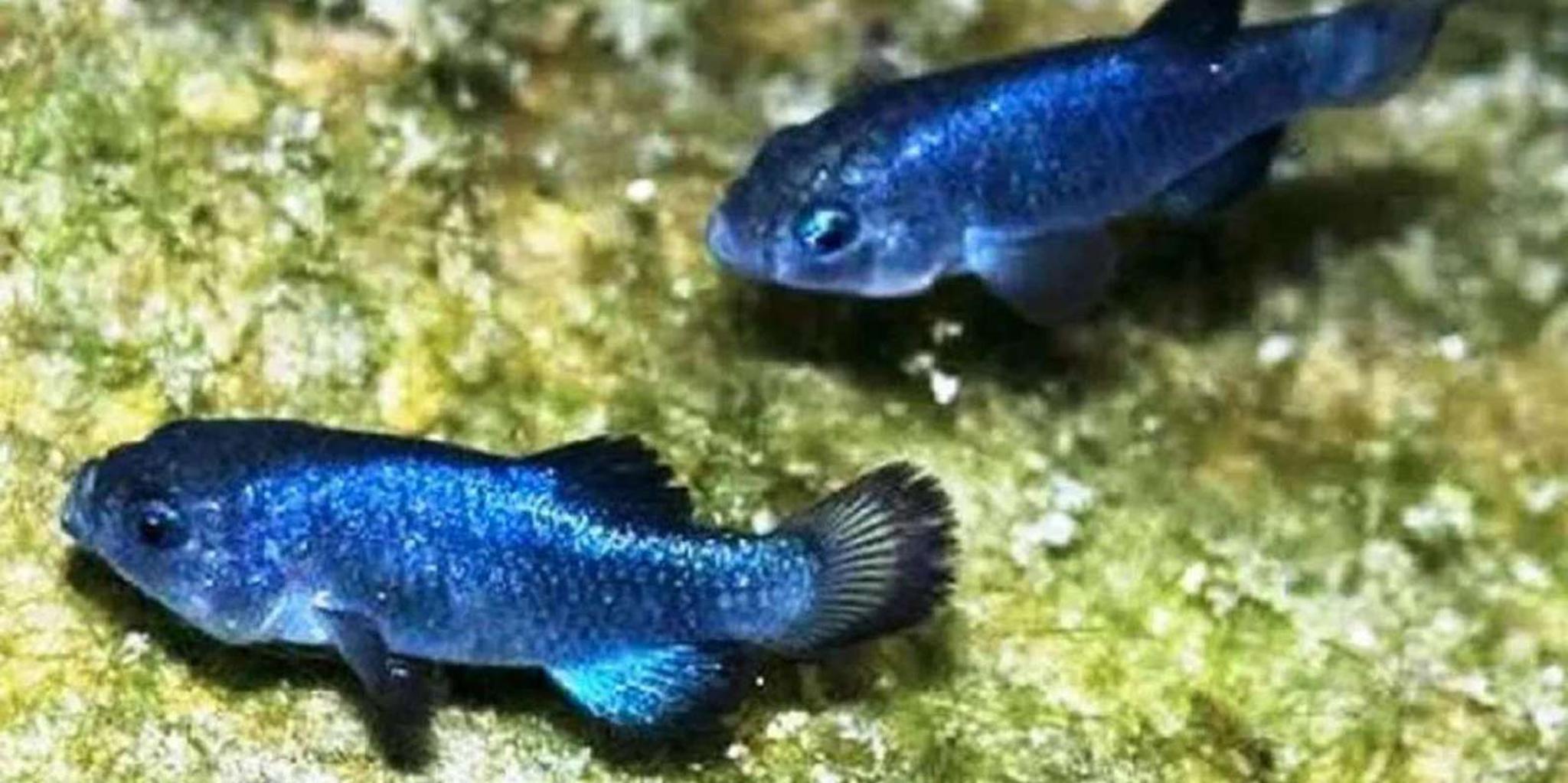 Death Valley Adventure & Stargazing Tour 13 hr - Image 4