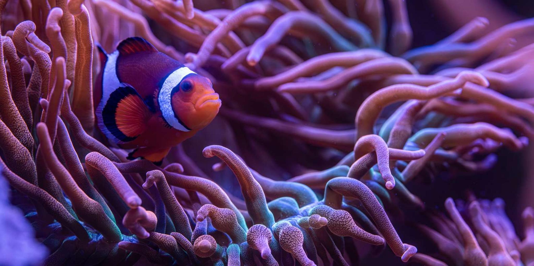 New York Aquarium Entry Ticket