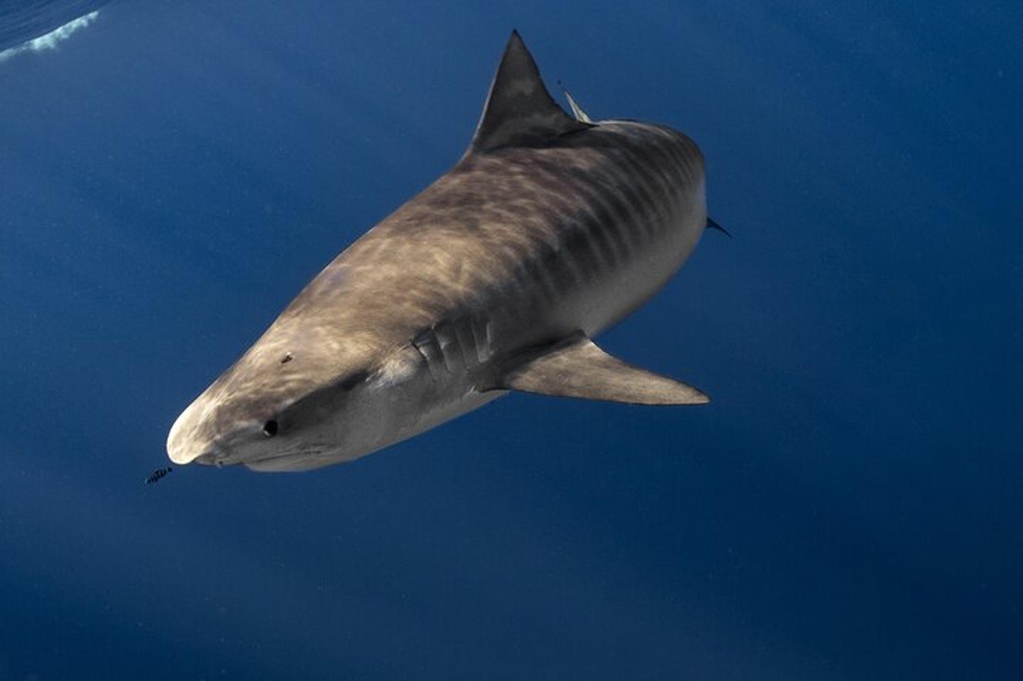 Oahu Shark Diving and Snorkeling - Image 5