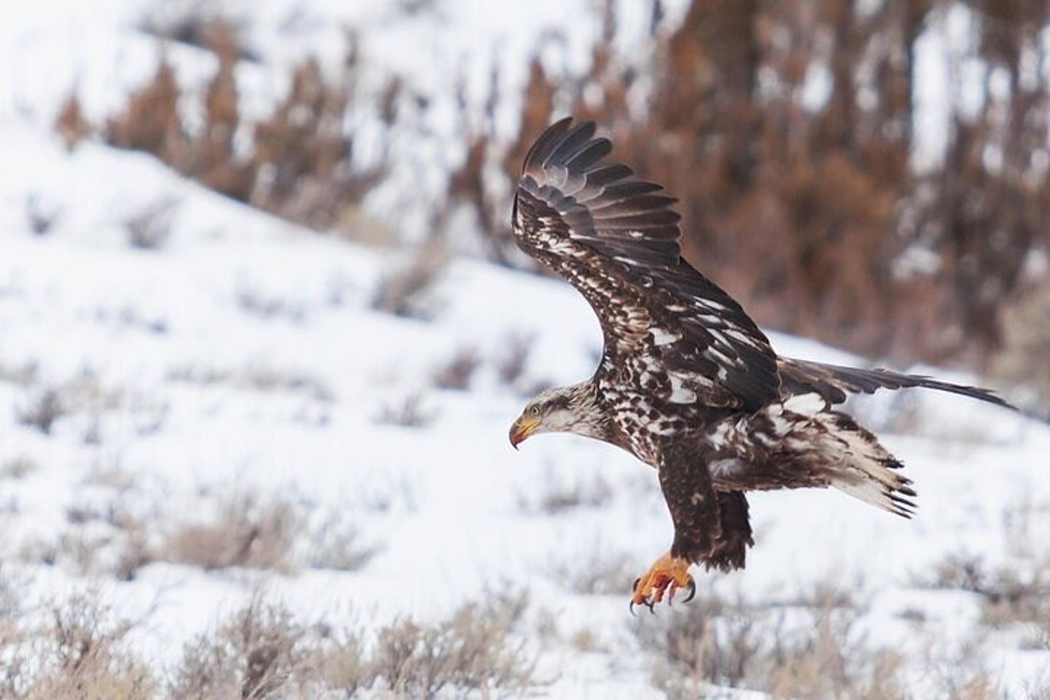 Gardiner Yellowstone Winter Wildlife Safari - Image 3