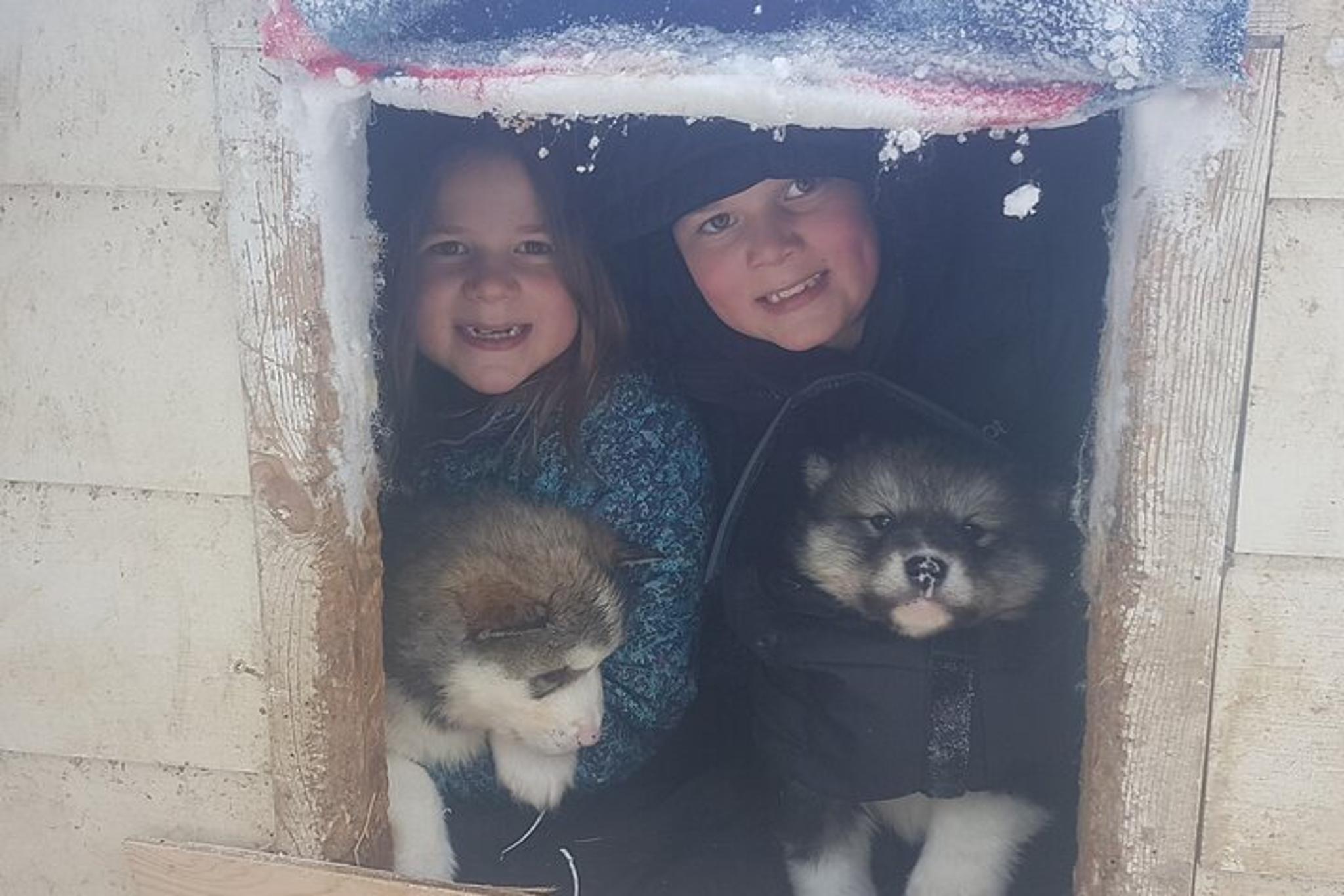 Fairbanks Dogsled Adventure with Homestead Tour - Image 5