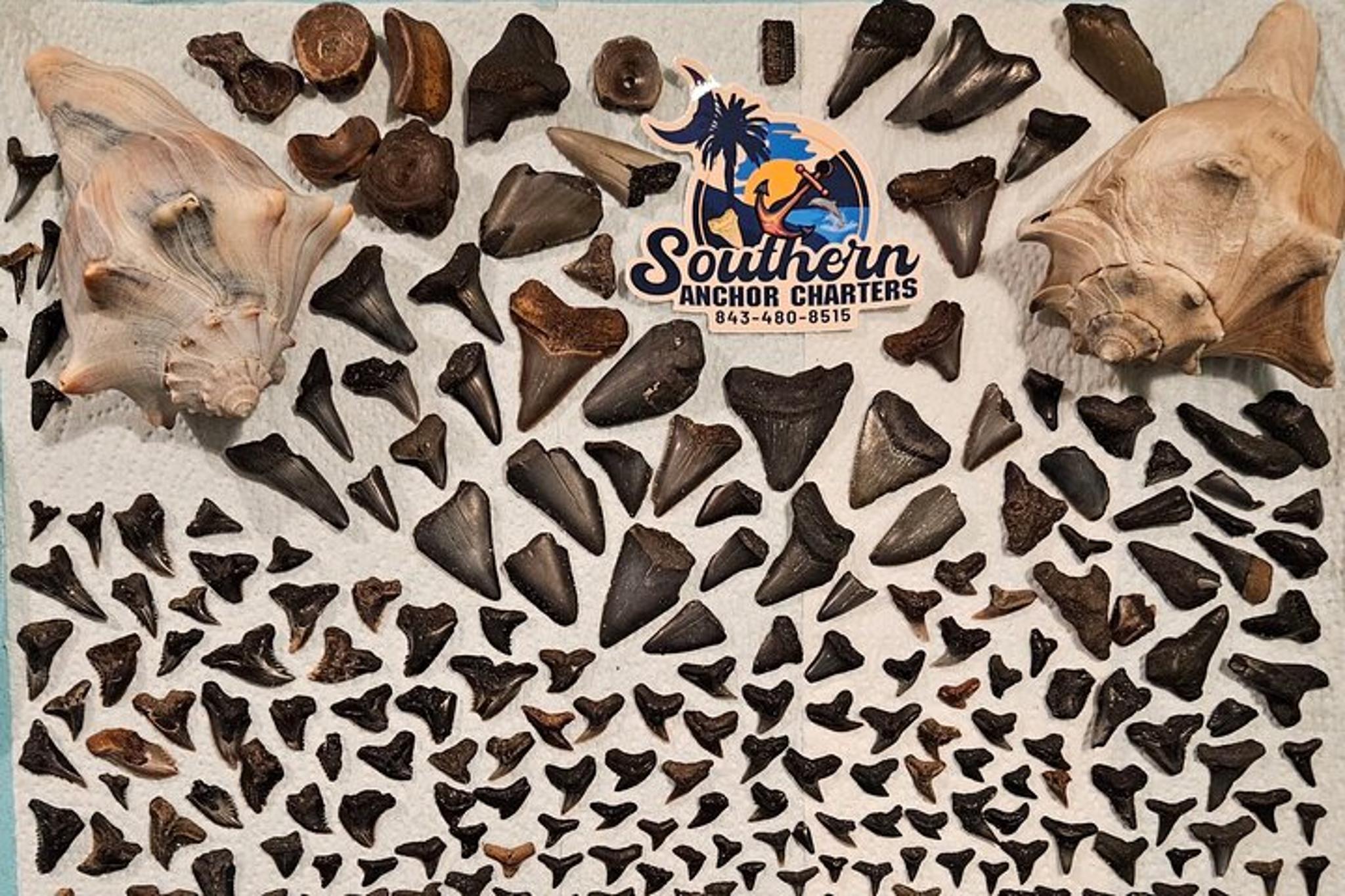 Charleston Shark Tooth and Fossil Island Drop Off - Image 3
