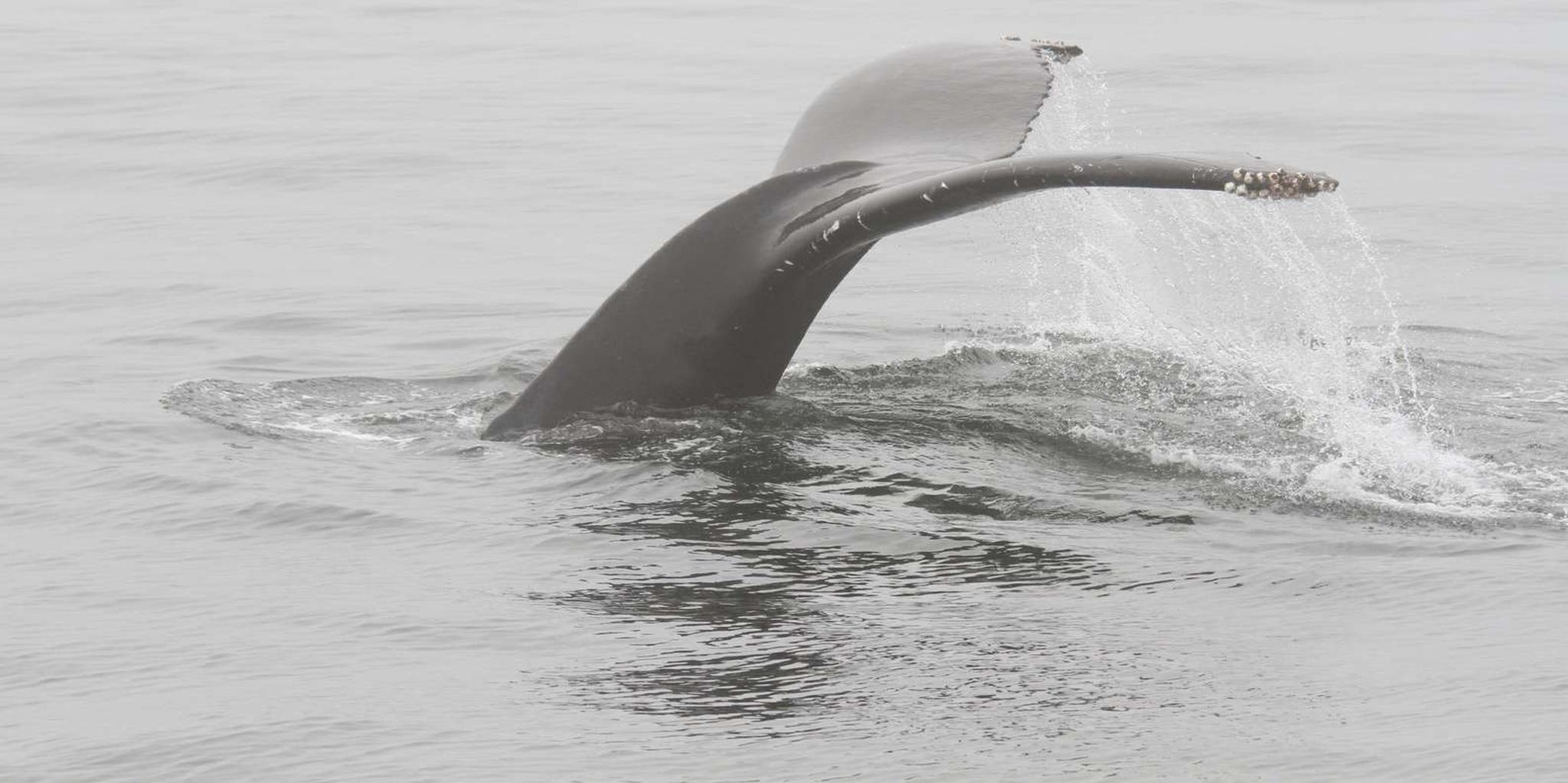 San Diego Whale Watching and Dolphin Tour - Image 2