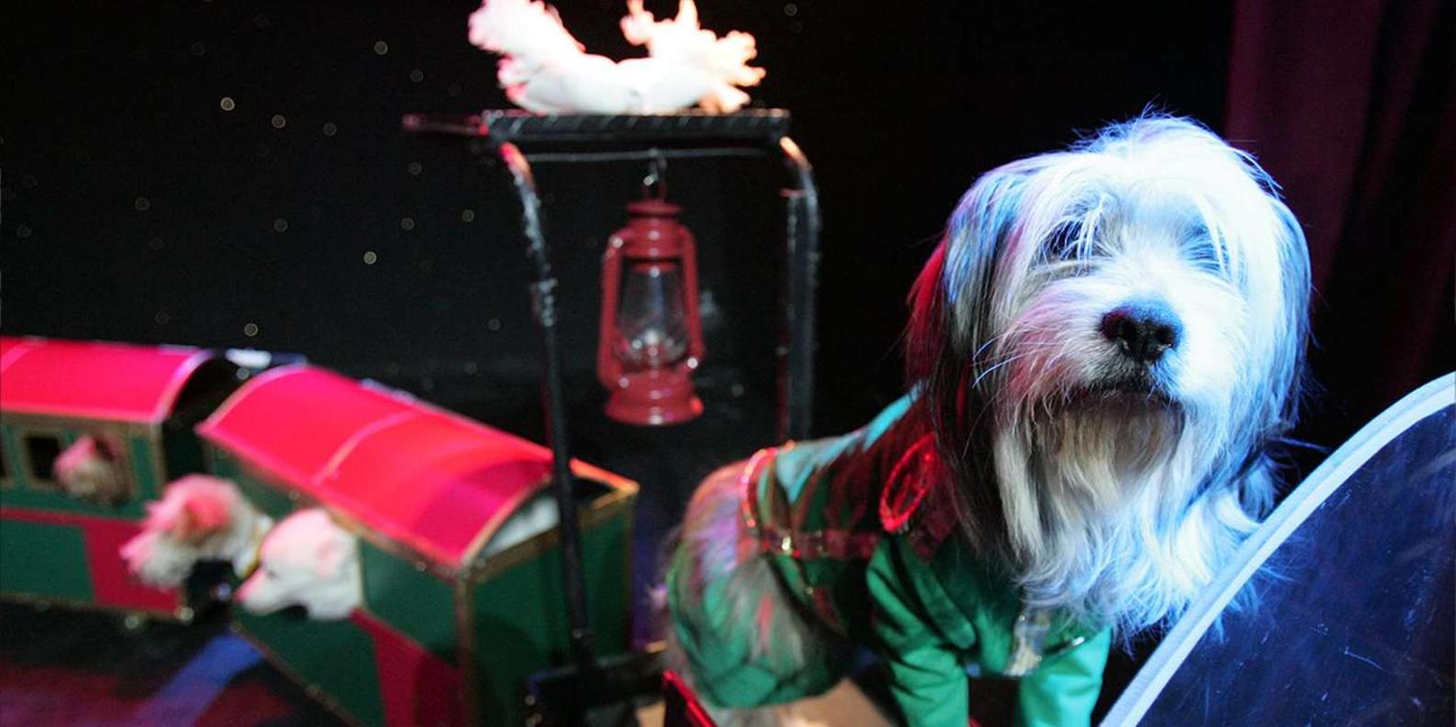 Las Vegas Comedy Pet Theater - Image 4