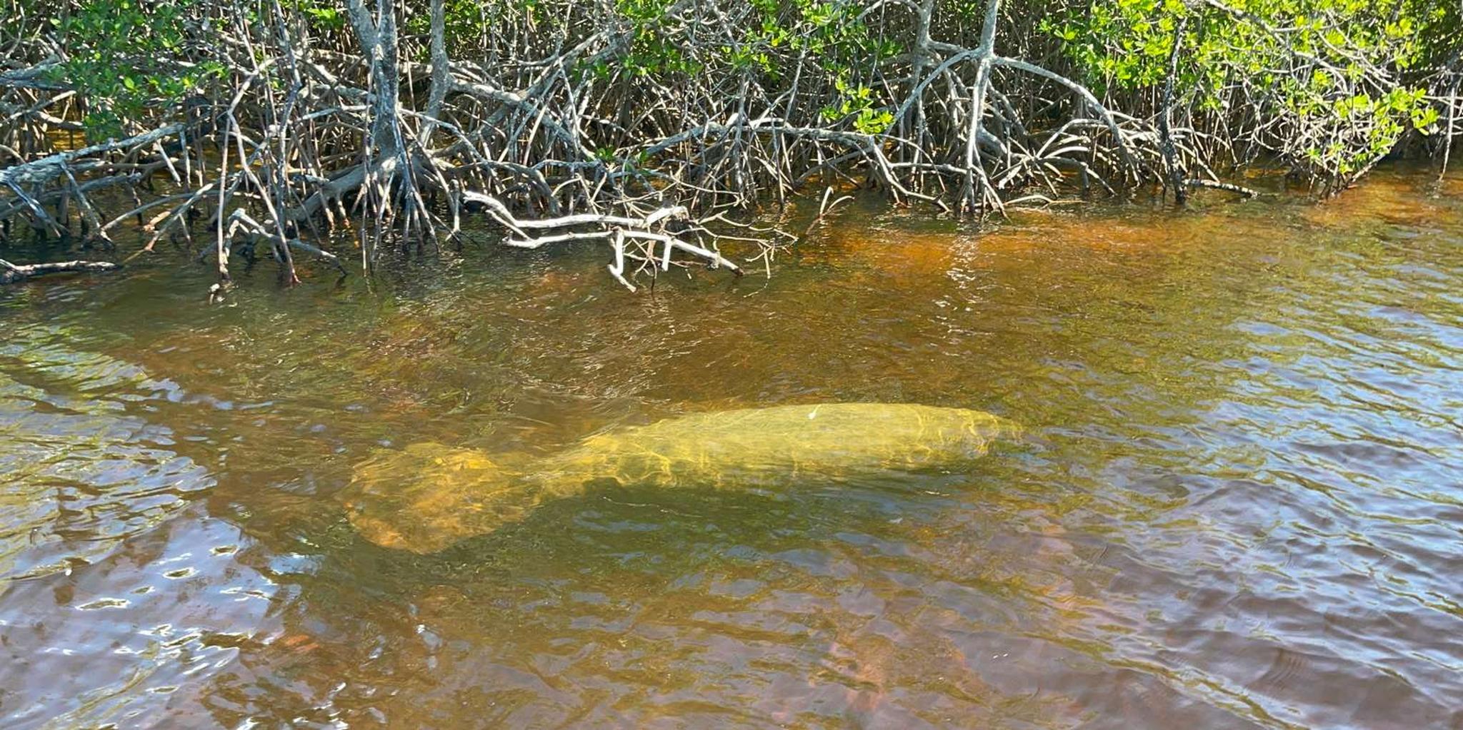 Naples Manatee Sightseeing and Wildlife Boat Tour - Image 2