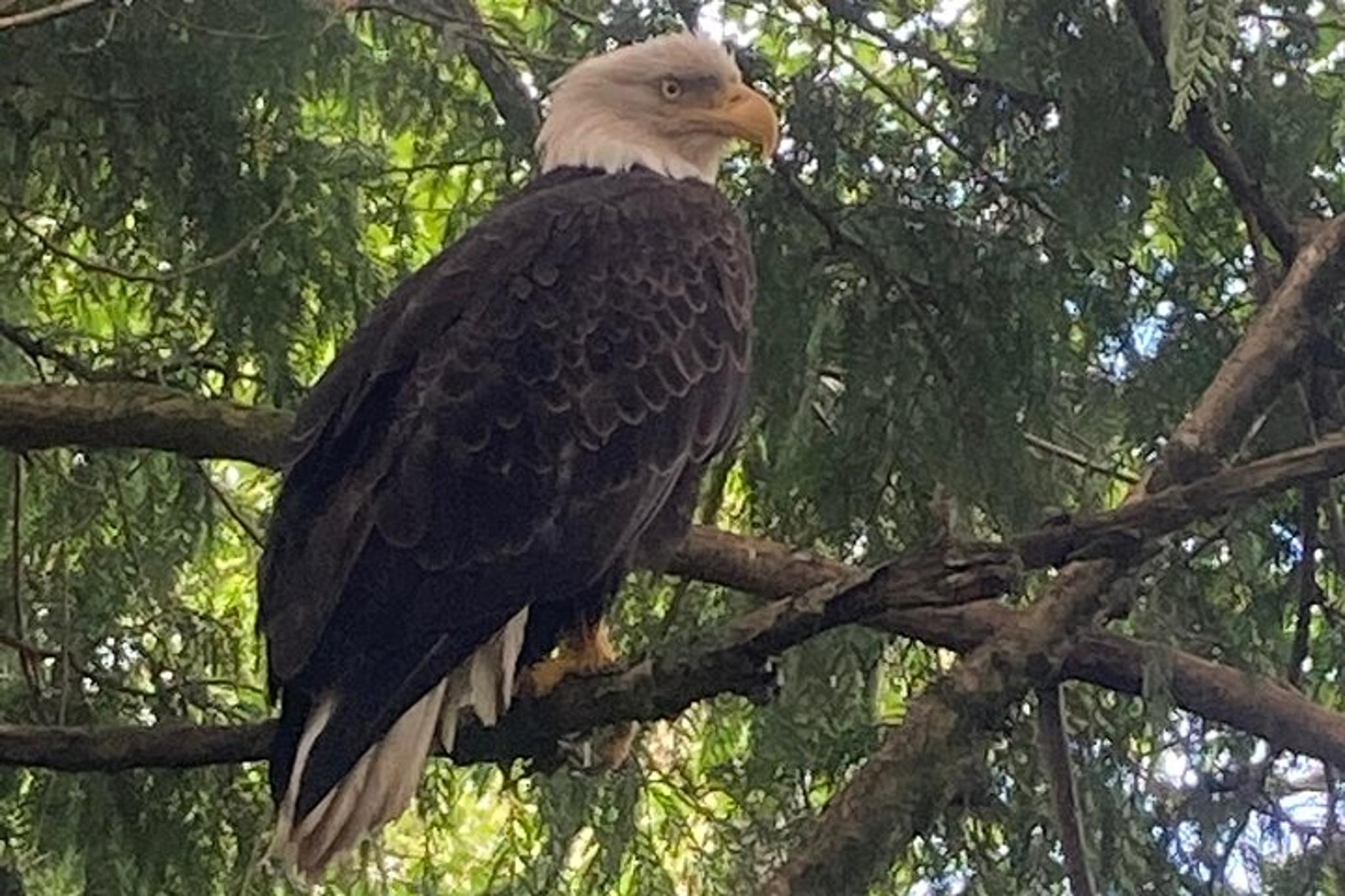 Ketchikan City Highlights and Wildlife Tour