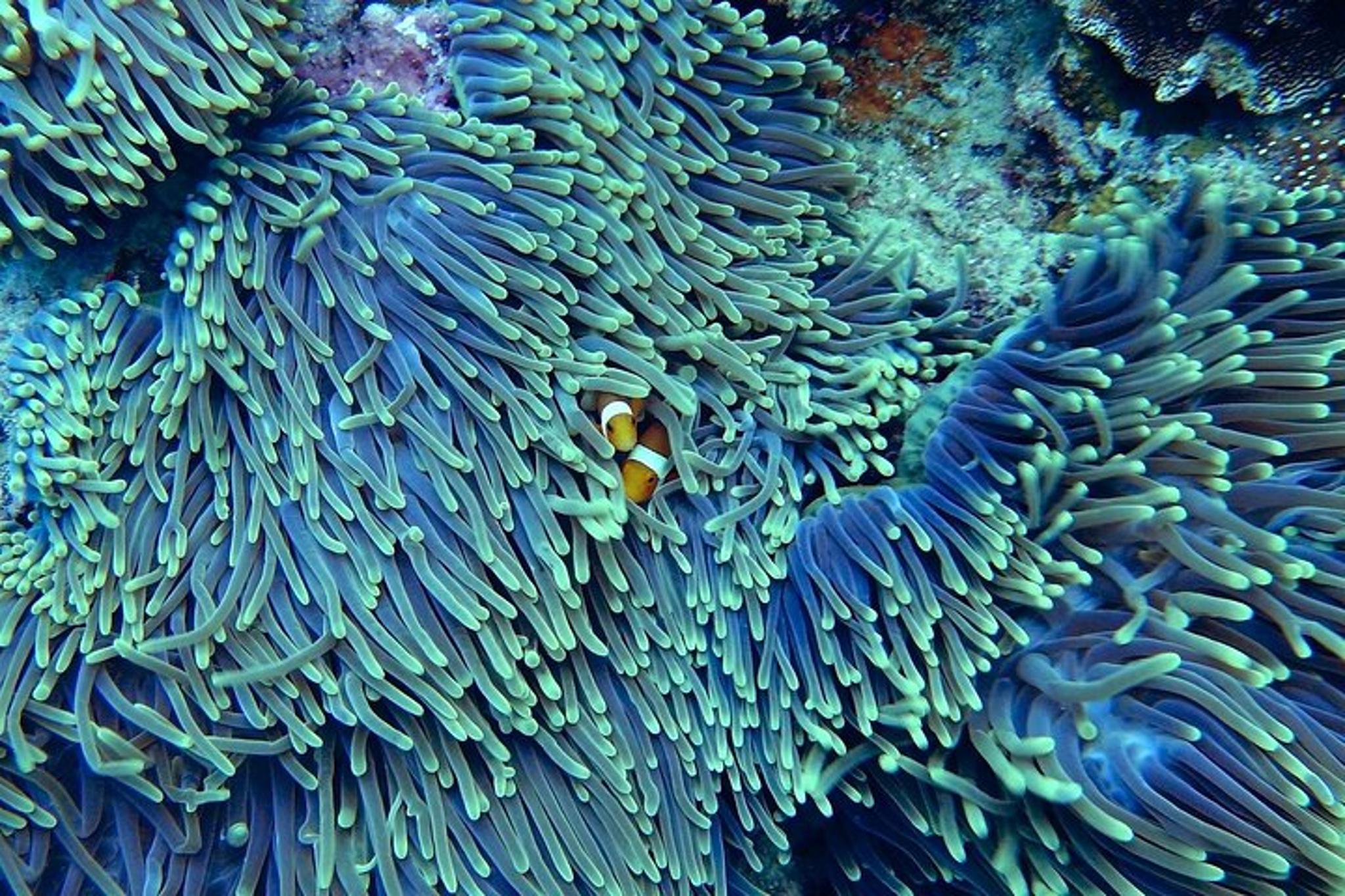 Miami Snorkeling Adventure for Beginners 2 hr - Image 3