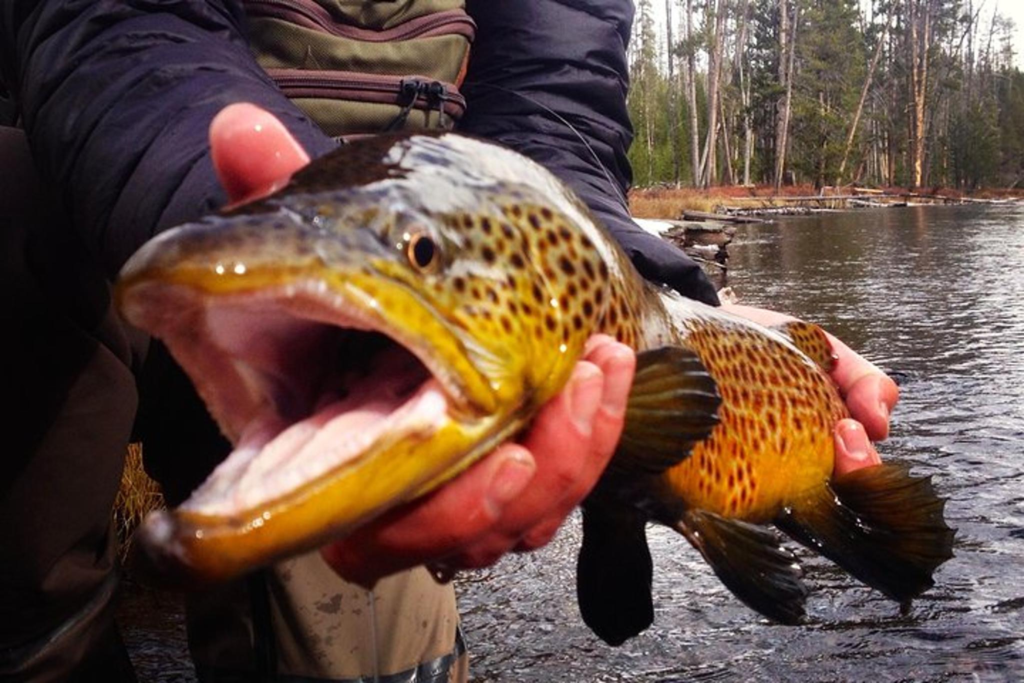 Jackson Hole Fishing Trip - Image 3
