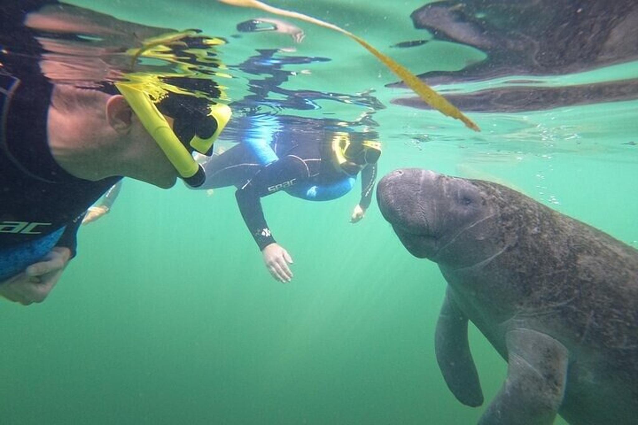 Crystal River Manatee Swim with Free Photos 3 hr - Image 6
