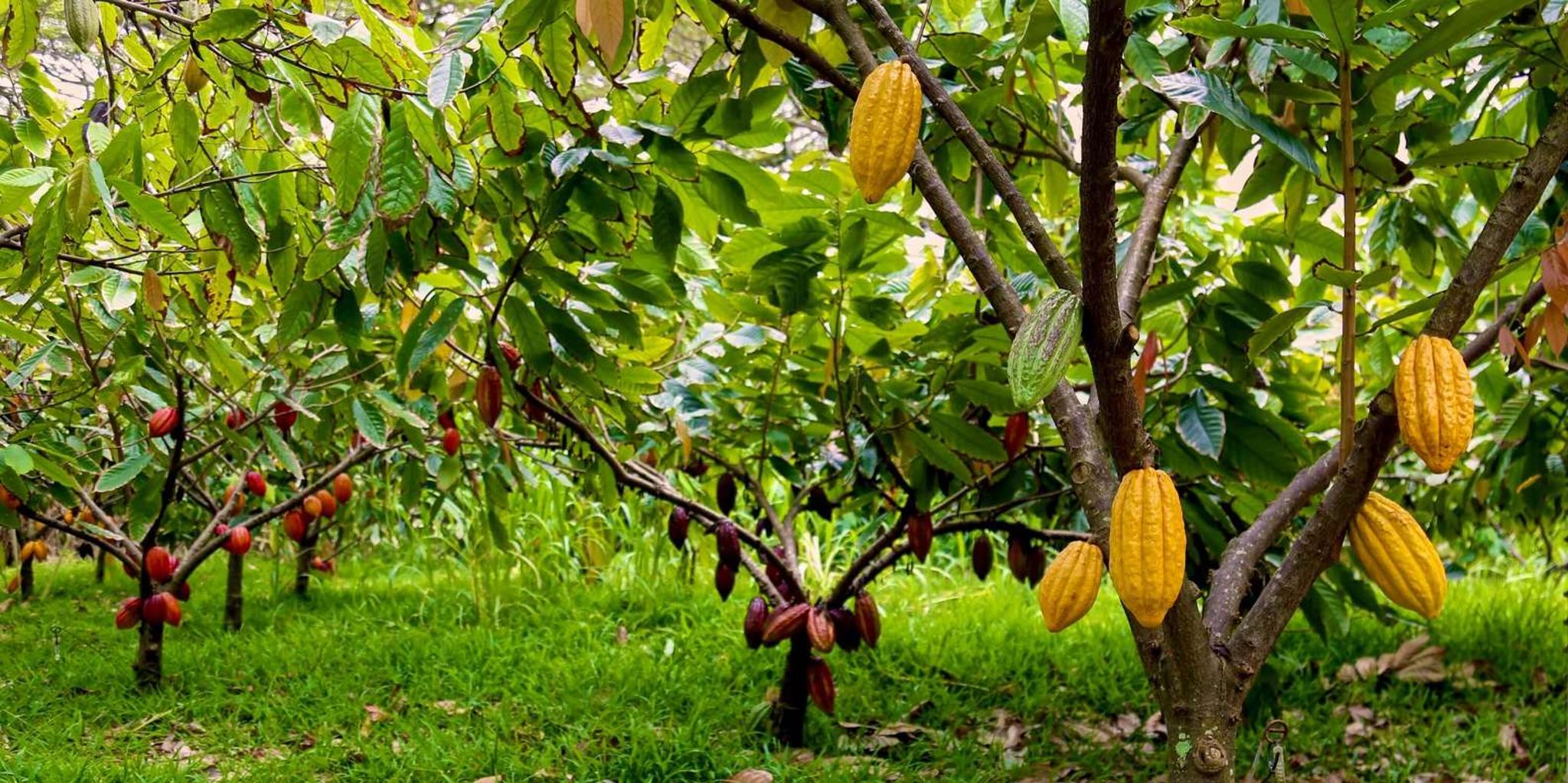 Oahu Chocolate Farm Tour with Tasting - Image 3