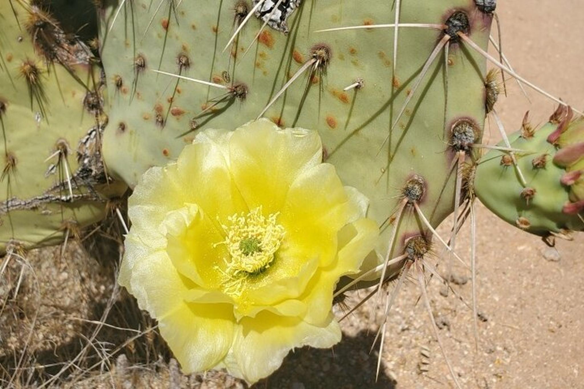 Sonoran Desert Exploration - Image 3
