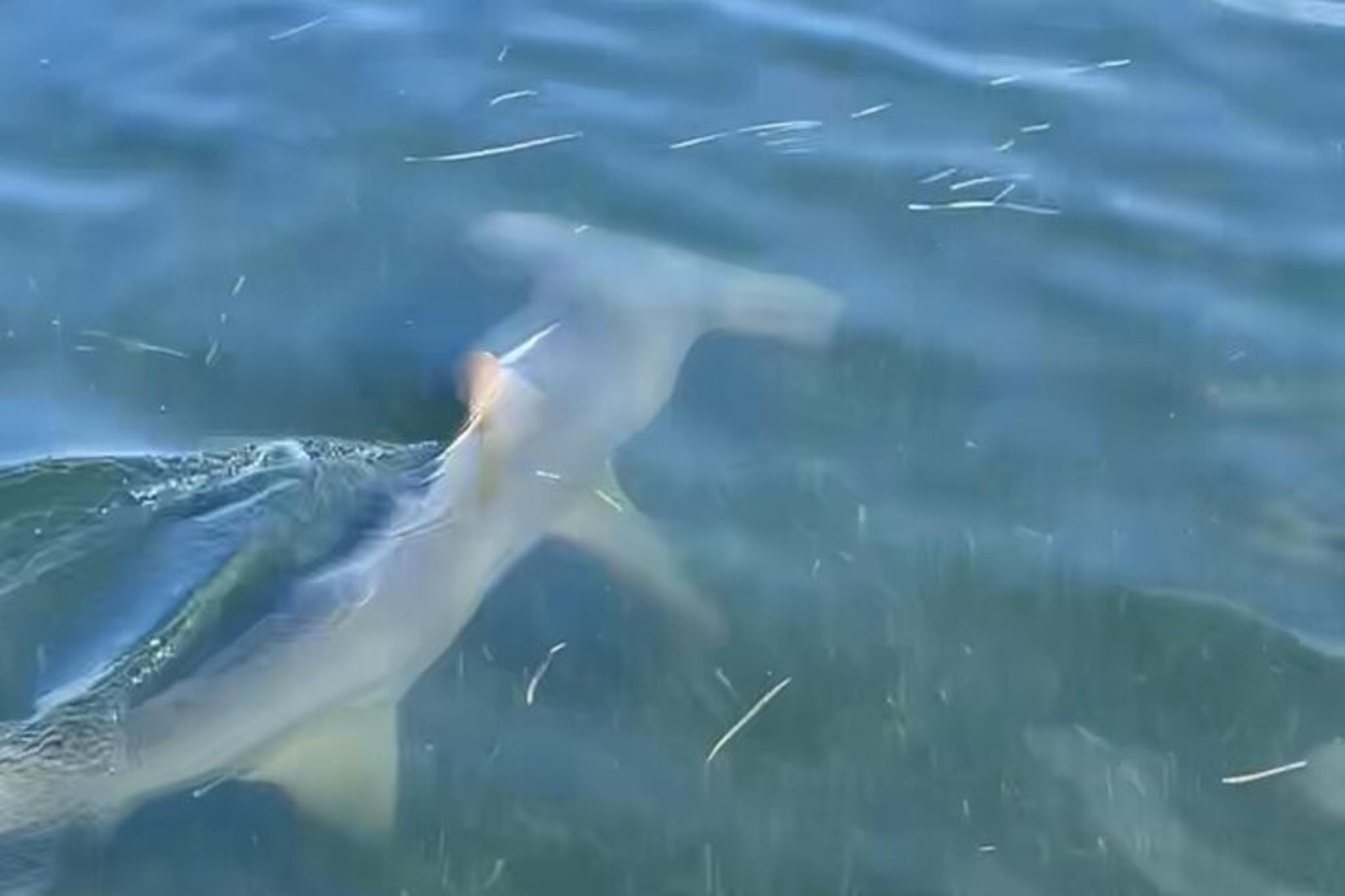 Panama City Beach Dolphin and Eco Tour - Image 5