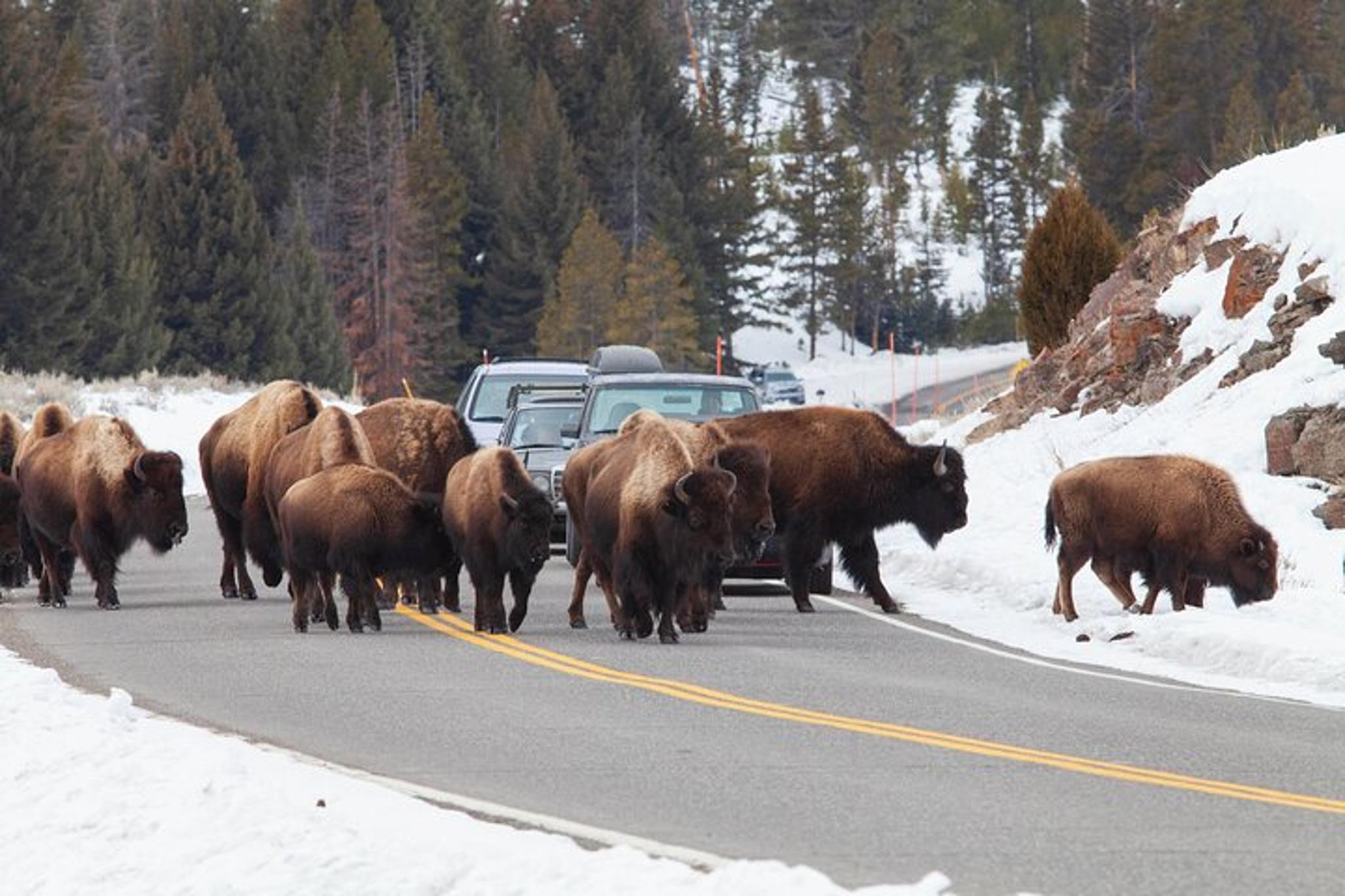 Bozeman Yellowstone Winter Wildlife Safari - Image 5