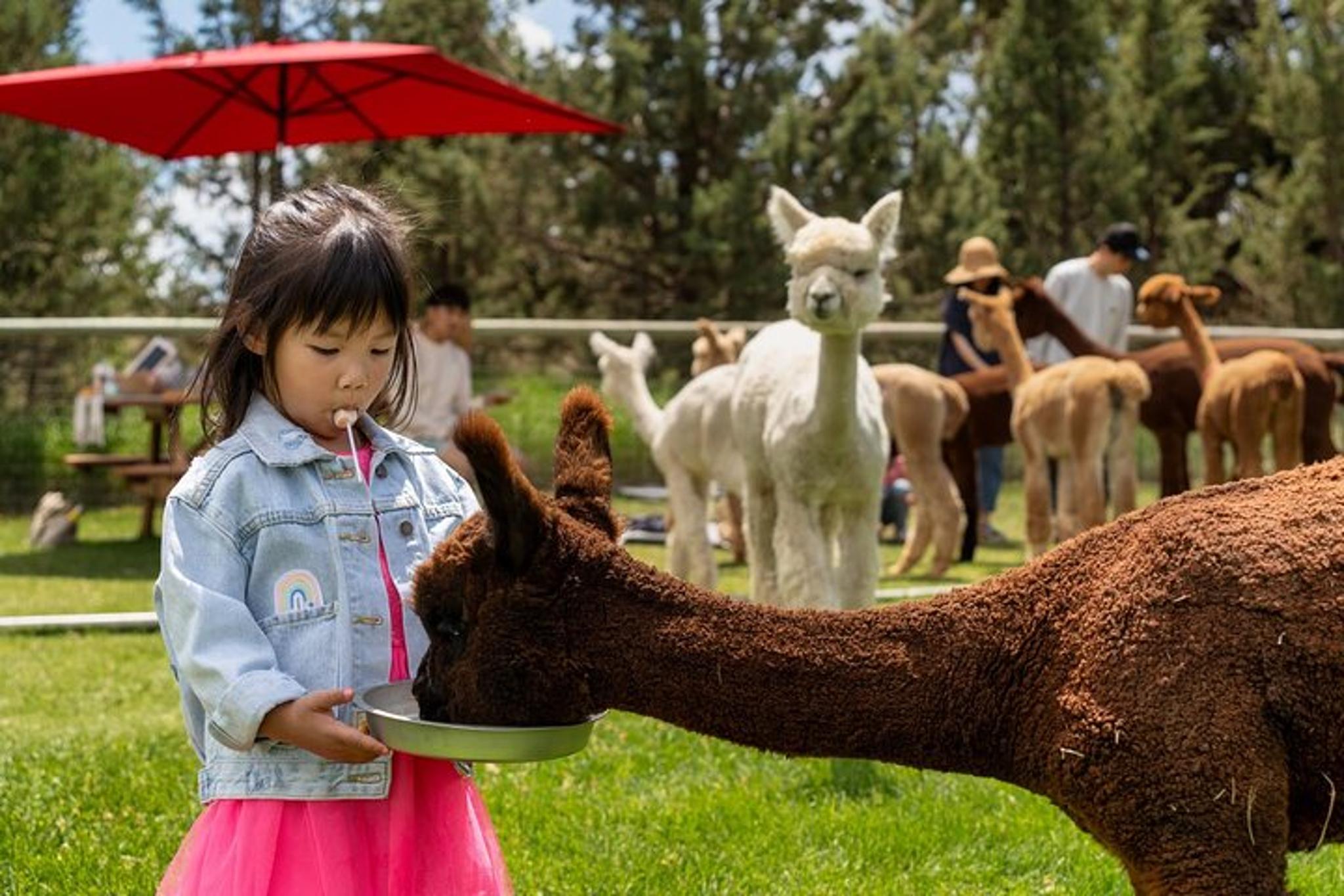 Bend Alpaca Picnic Experience 90 min - Image 6
