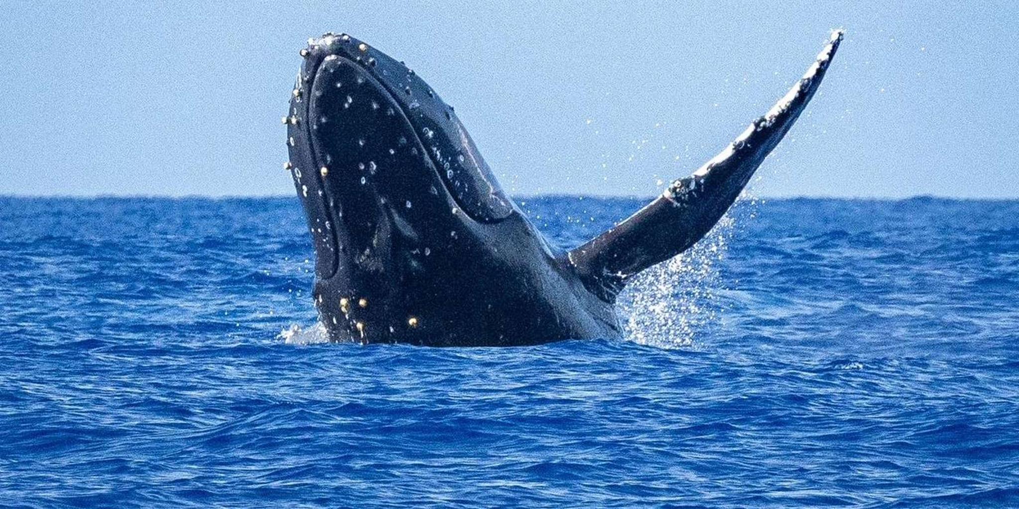 Kona Whale Watching Tour Midday 2 hr - Image 3