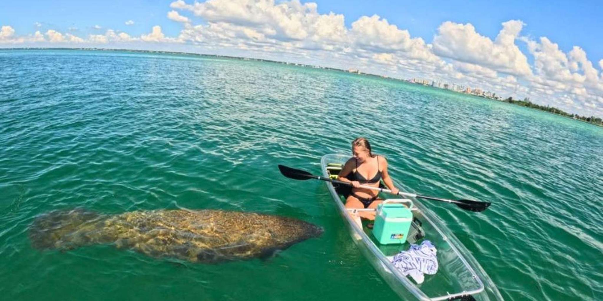 Sarasota Clear Kayak Mangrove Tunnel Tour - Image 1