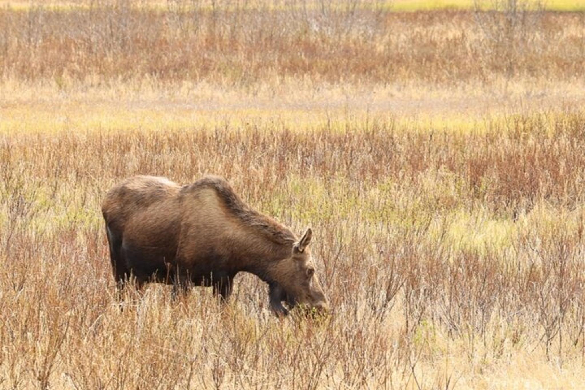 Seward Cruise Transit Tour with National Park - Image 4