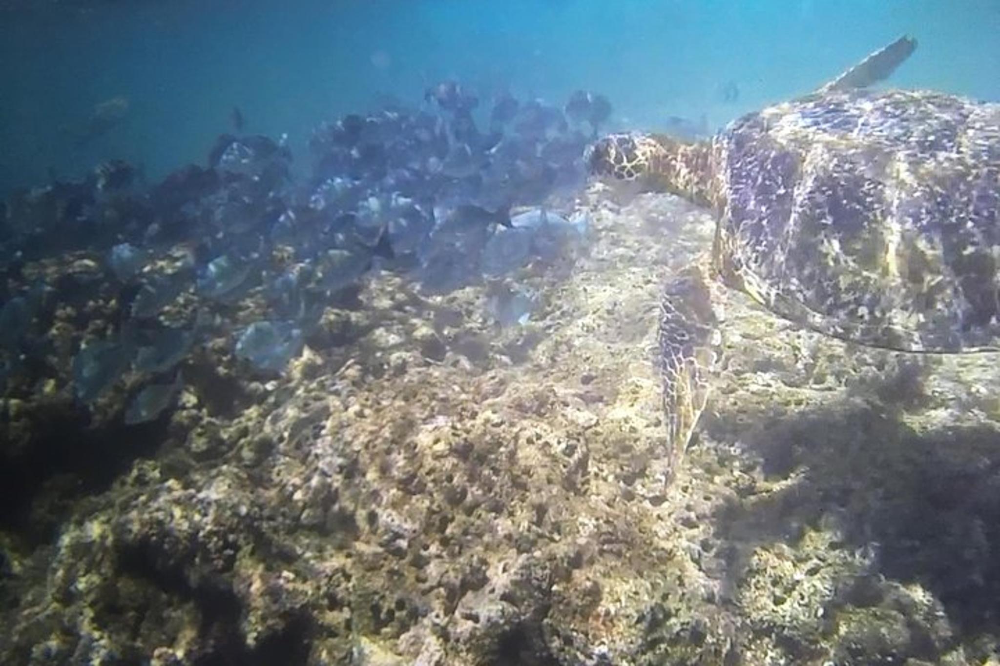 Kauai Sea Kayaking Na Pali Coast 10-Mile Tour - Image 6