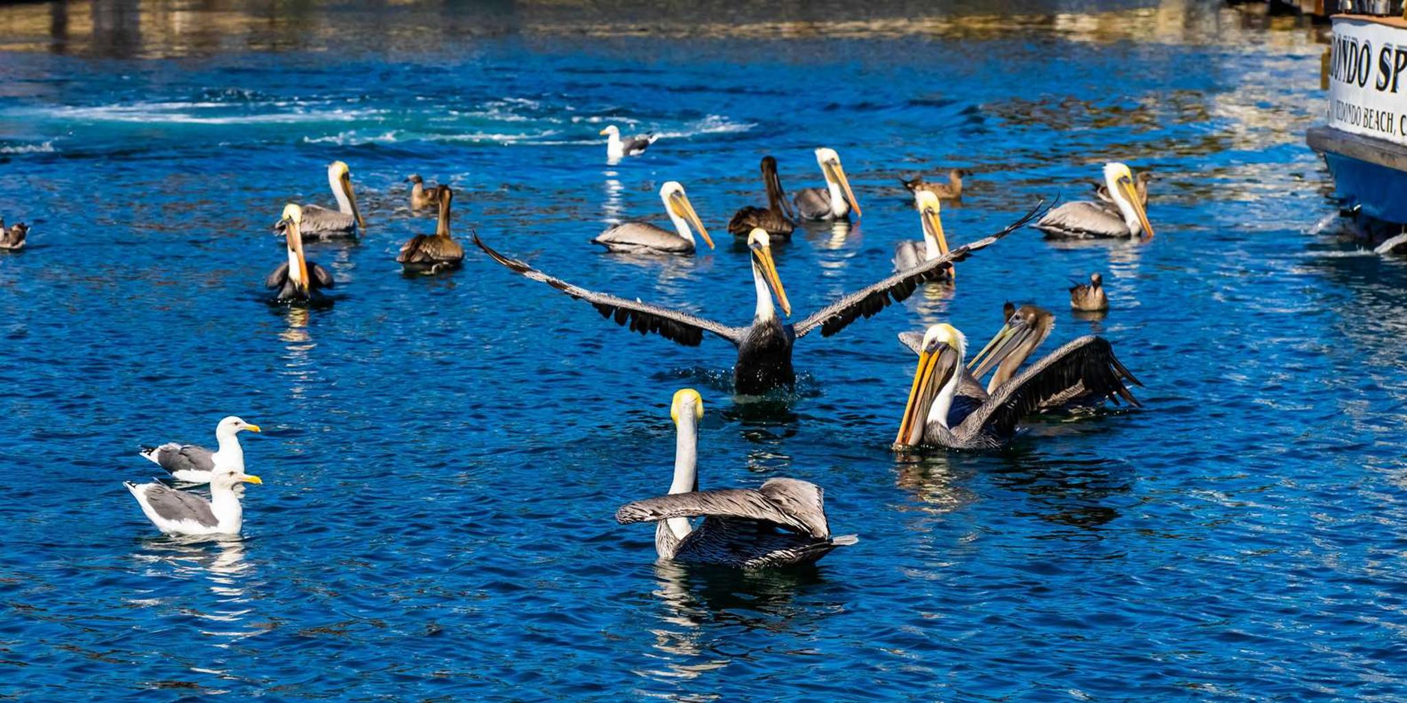 Los Angeles Redondo Beach Glass Bottom Boat Cruise 45 min - Image 6