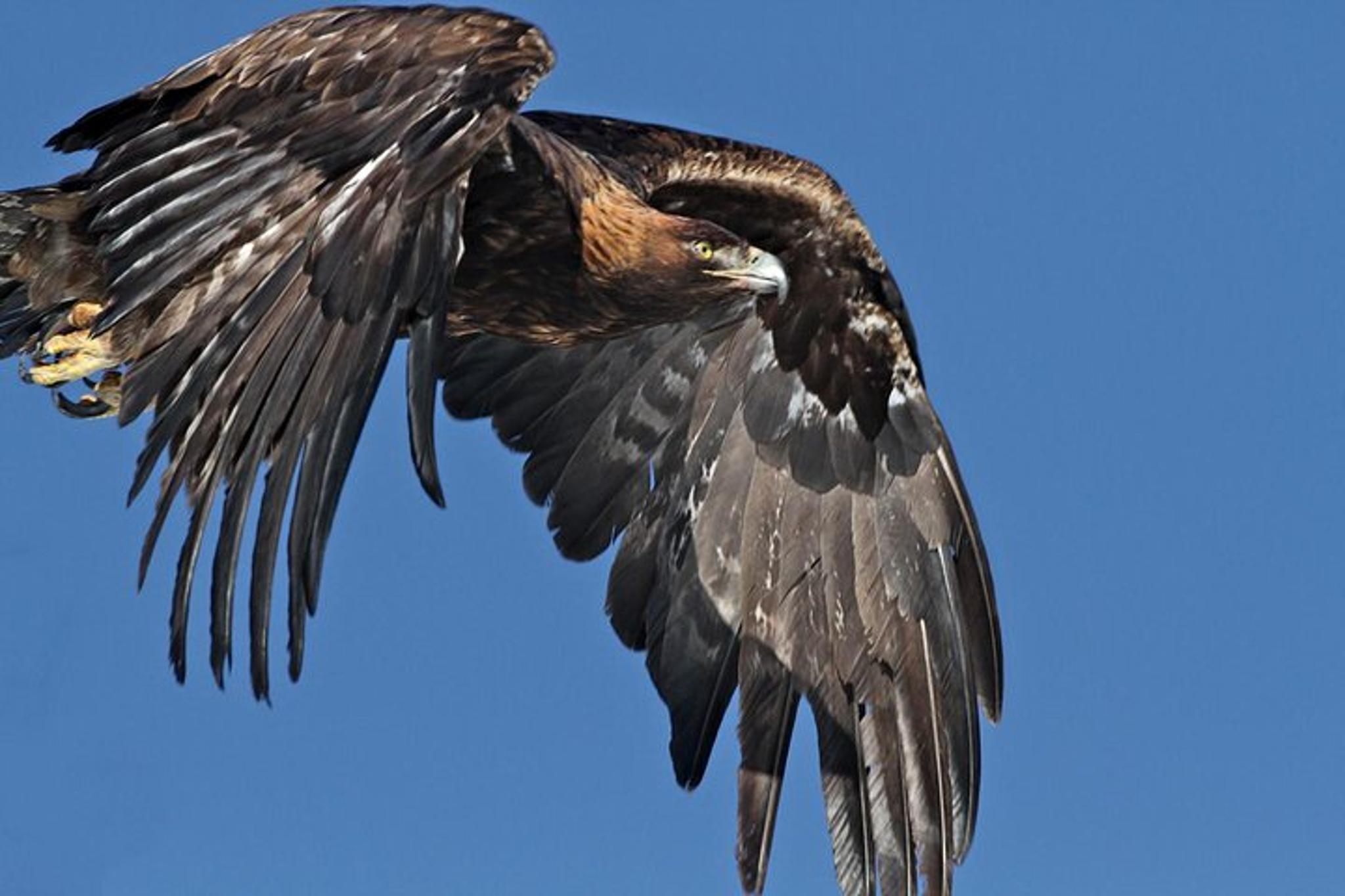 Jackson Hole Sunrise Wildlife Safari - Image 6