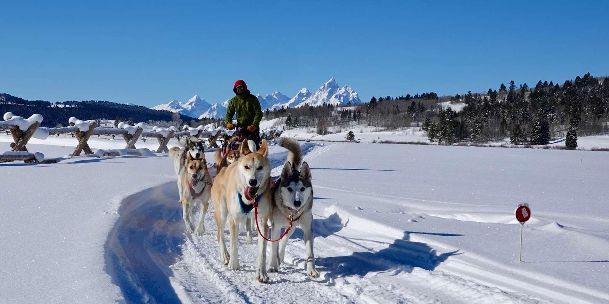 Jackson Hole Dog Sledding Tour with Hot Chocolate - Image 3