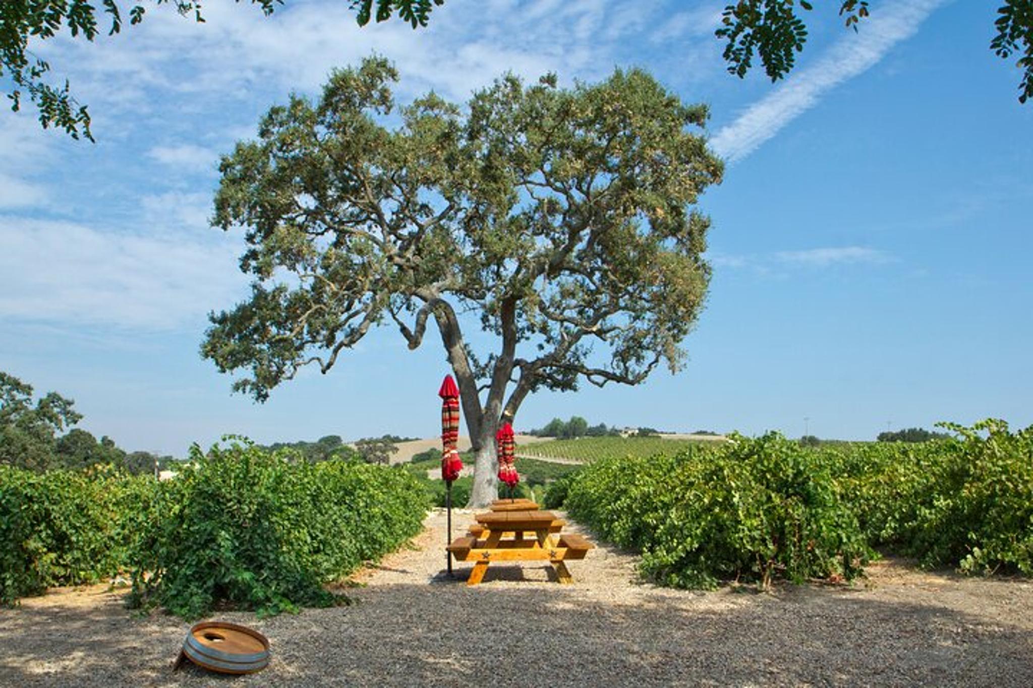 Morro and Cayucos Wine Tasting Tour - Image 3