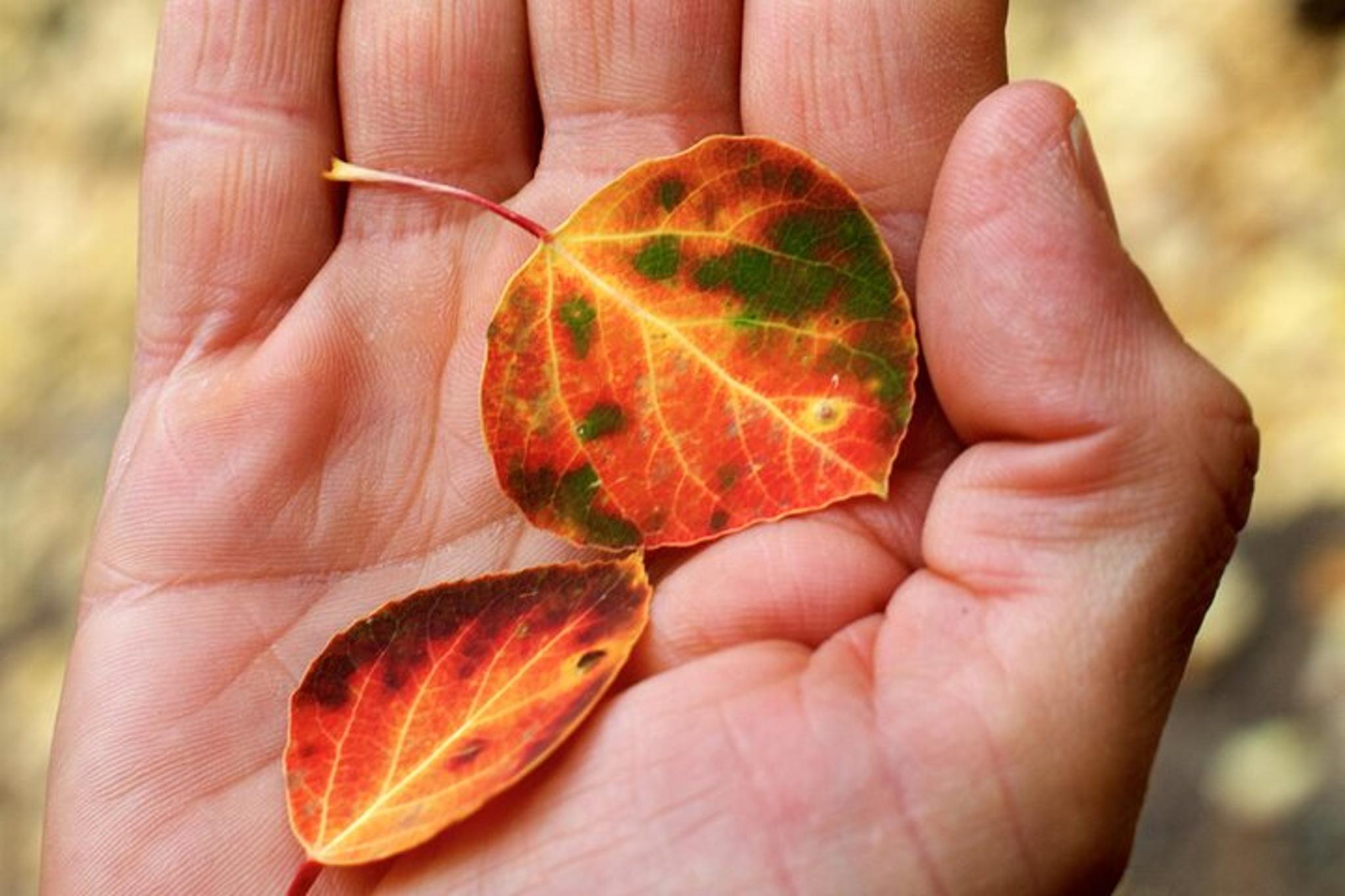 Tucson Forest Bathing and Meditation on Mt Lemmon - Image 6