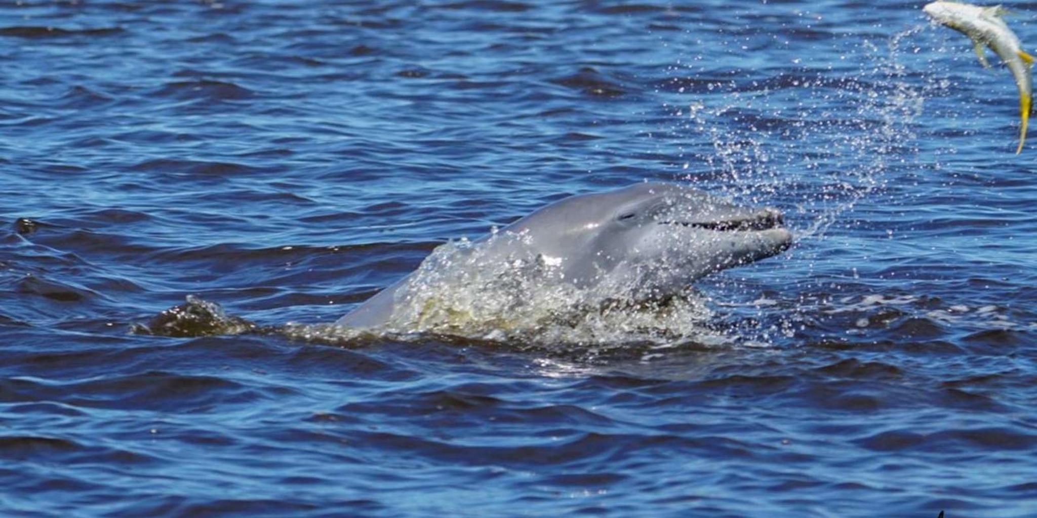 Daytona Beach Halifax River Wildlife Boat Tour - Image 2