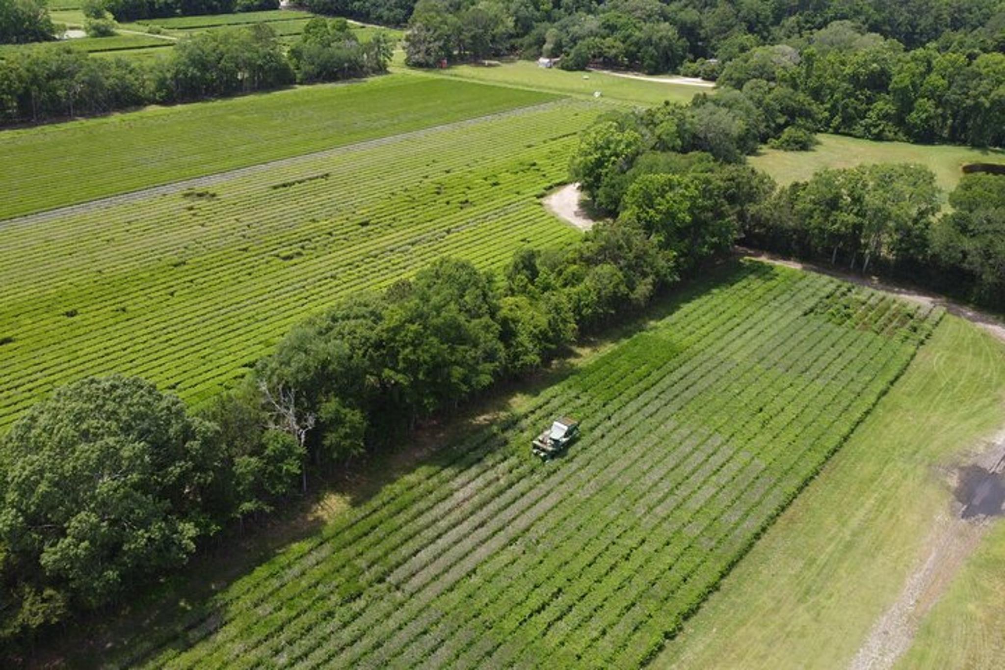 Wadmalaw Island Trolley Tour - Image 2