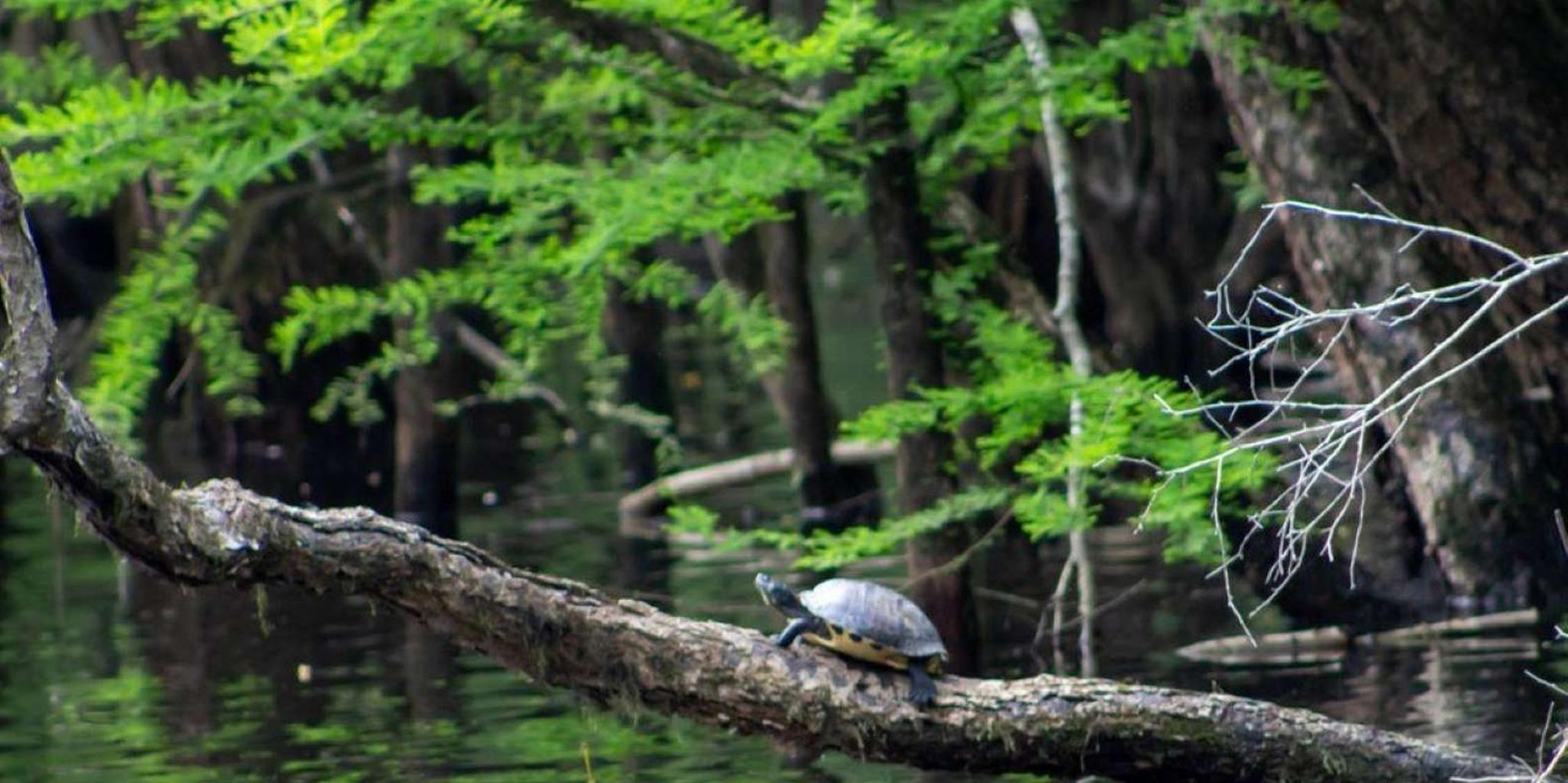 Myrtle Beach Waccamaw River Pontoon Boat Tour 1 hr - Image 2