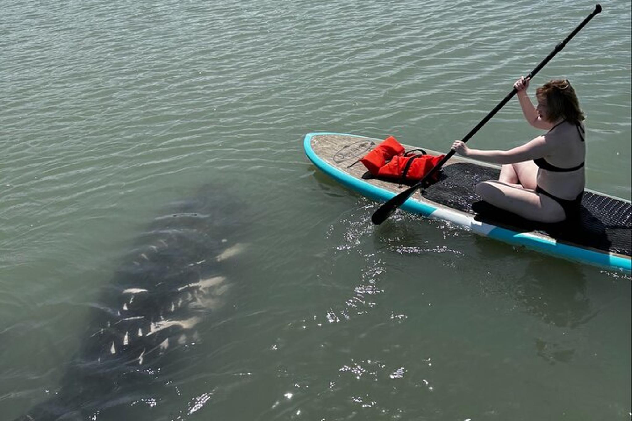 New Smyrna Dolphin and Manatee Kayak Adventure