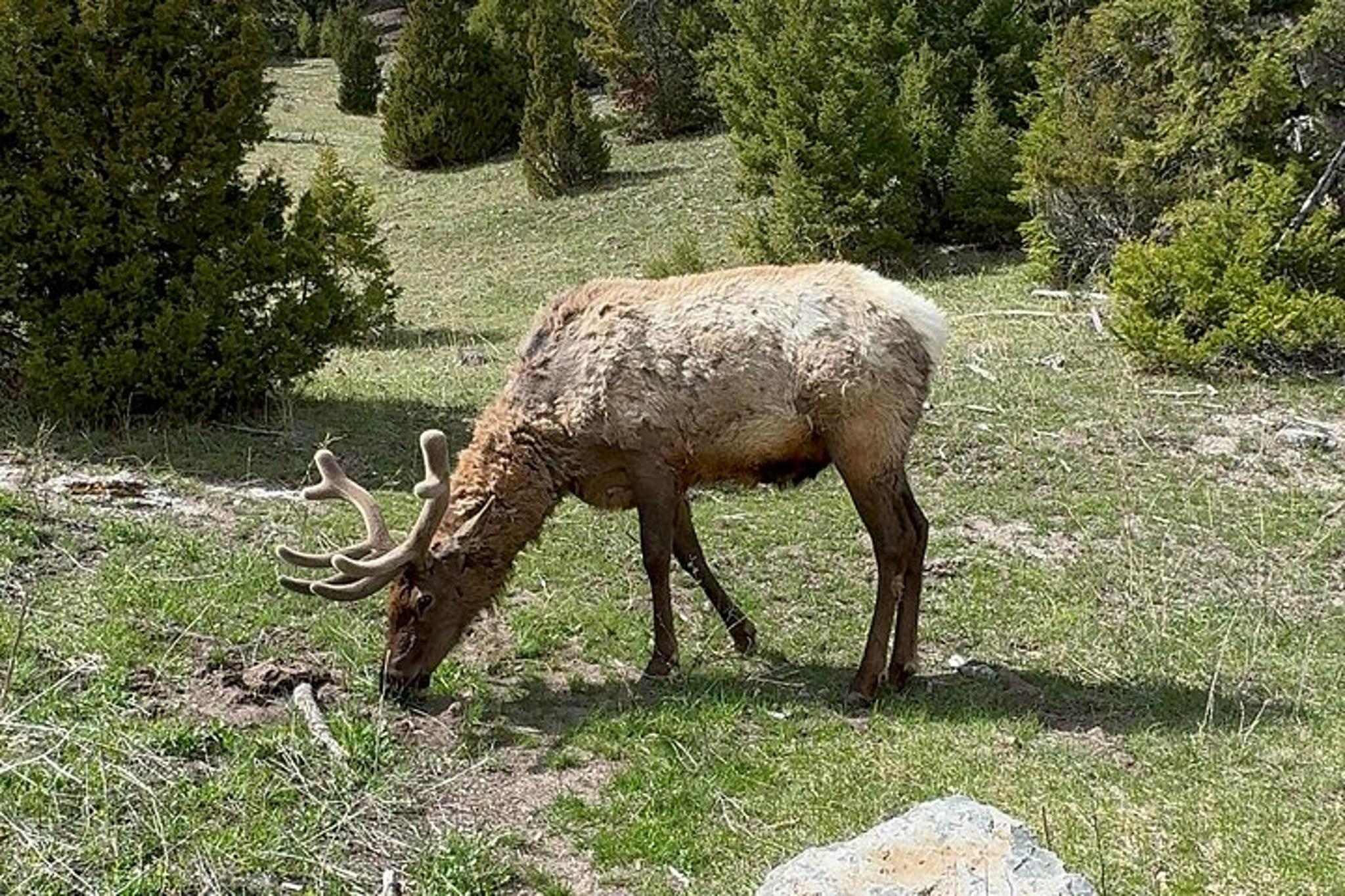 Yellowstone Private Tour - Image 5
