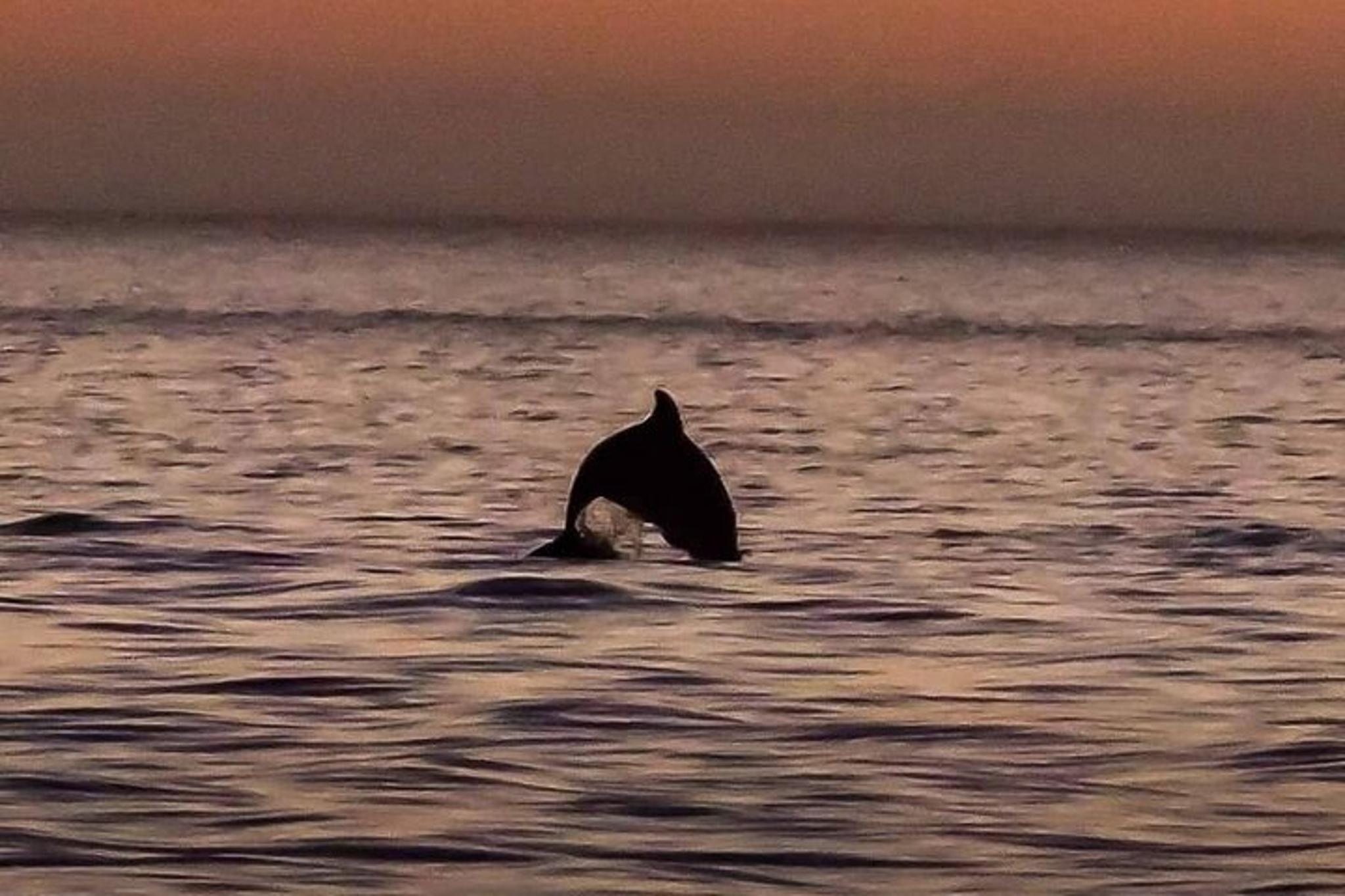 John's Pass Dolphin Watching Eco Tour - Image 3