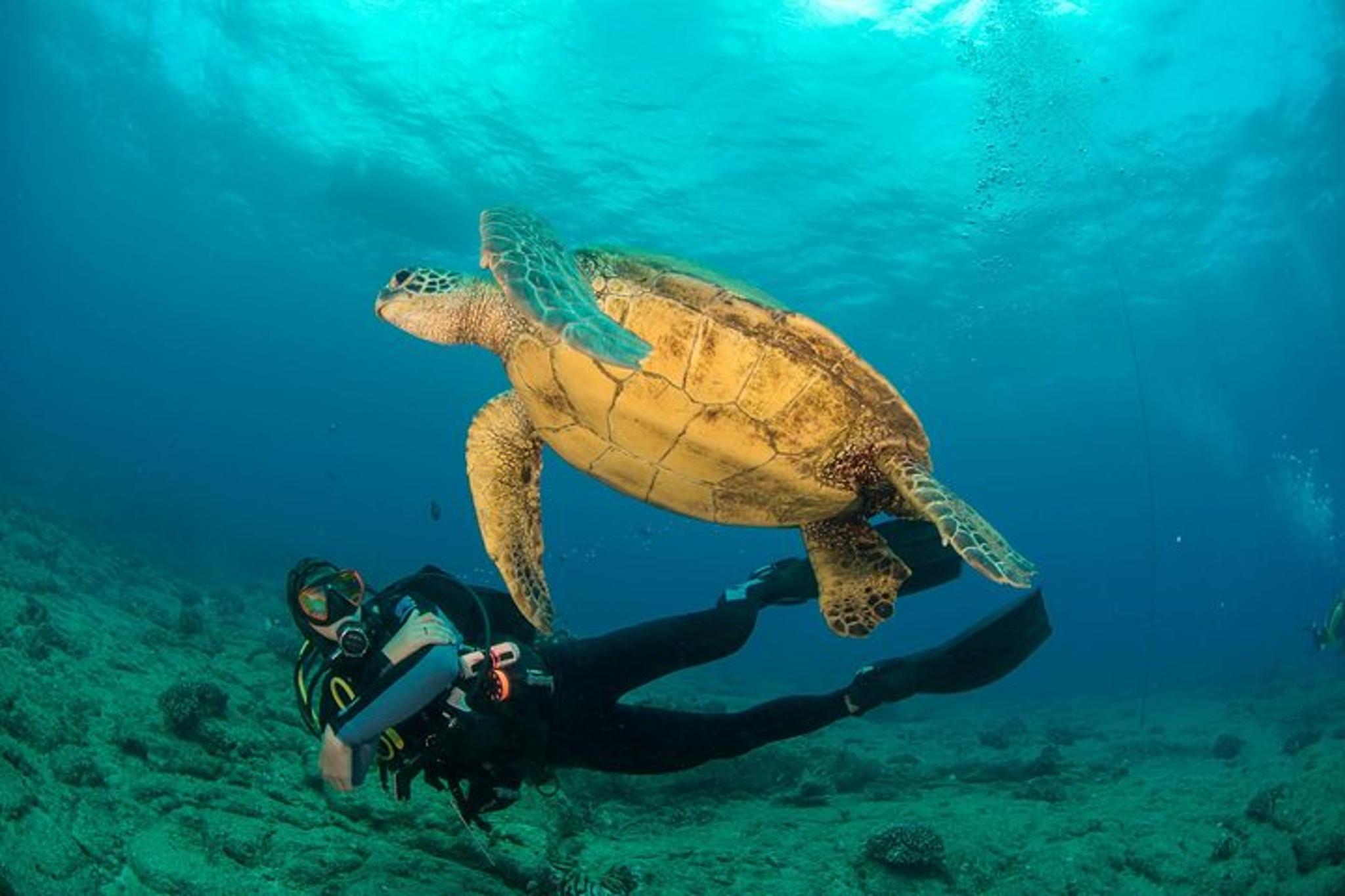 Kauai Scuba Dive Ocean Experience 2.5 Hr - Image 2