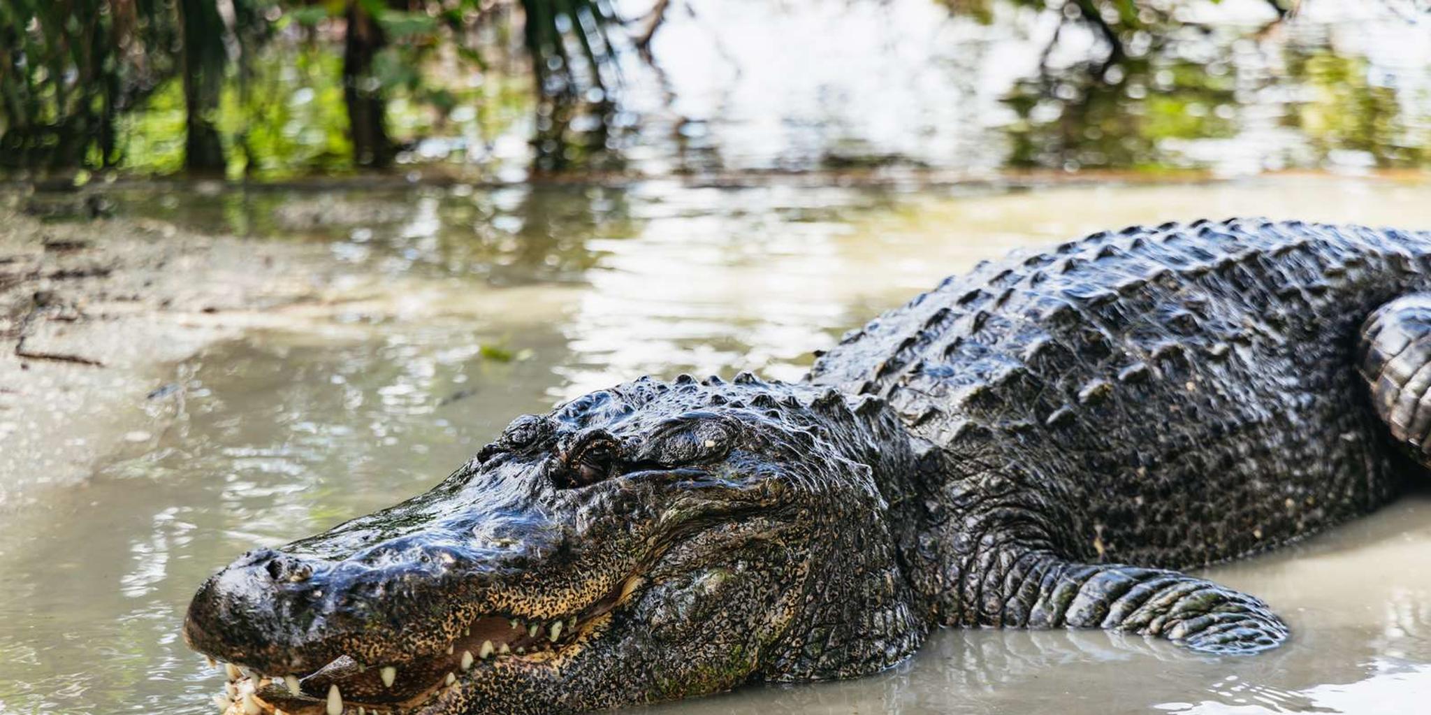 Orlando Gatorland Skip-the-Line Ticket - Image 3