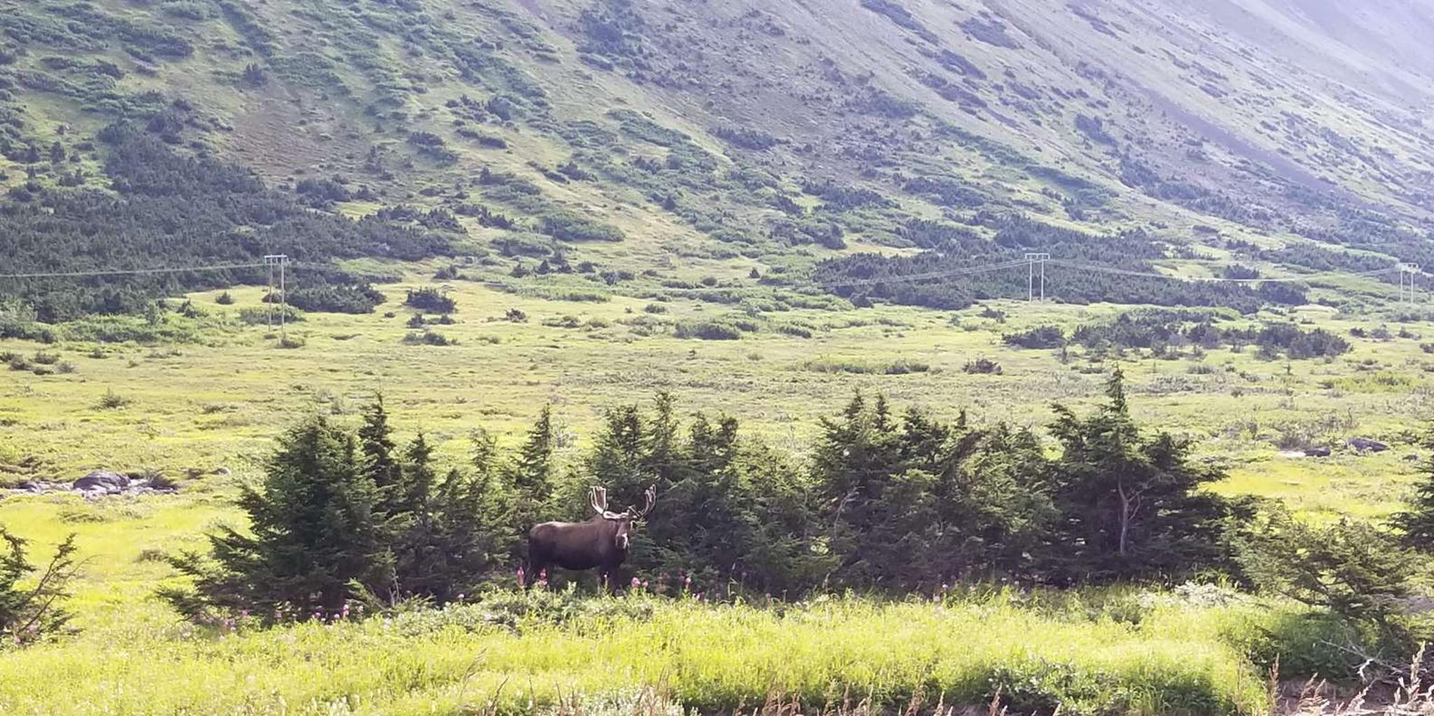 Anchorage Fat Tire Mountain Bike Tour - Image 3