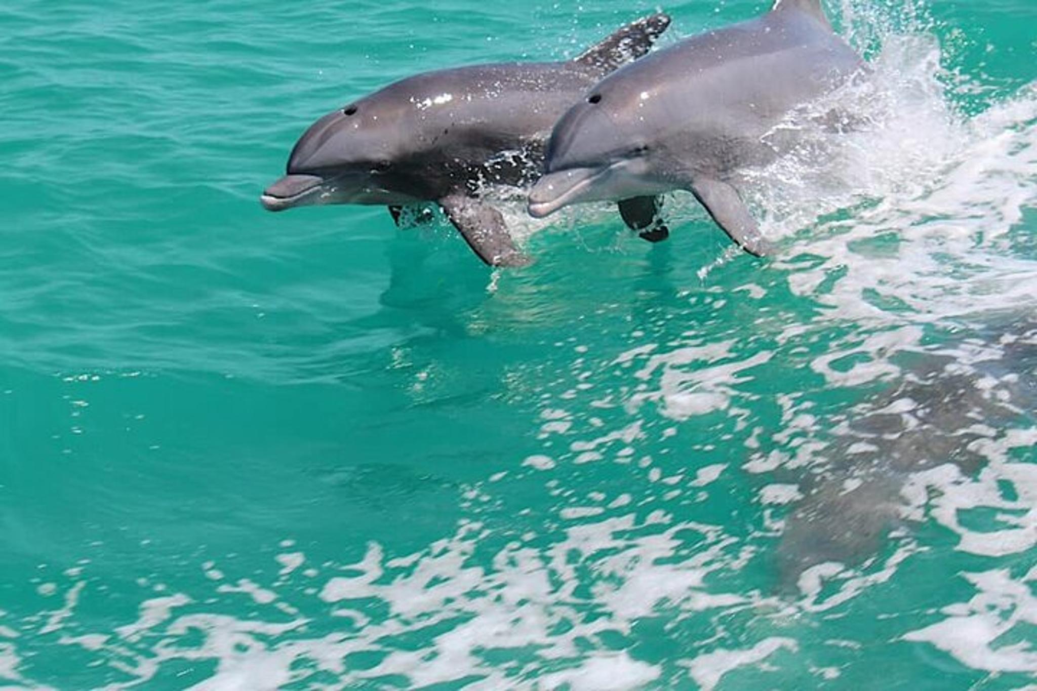 Madeira Beach Dolphin Sightseeing Cruise 1 hr - Image 2