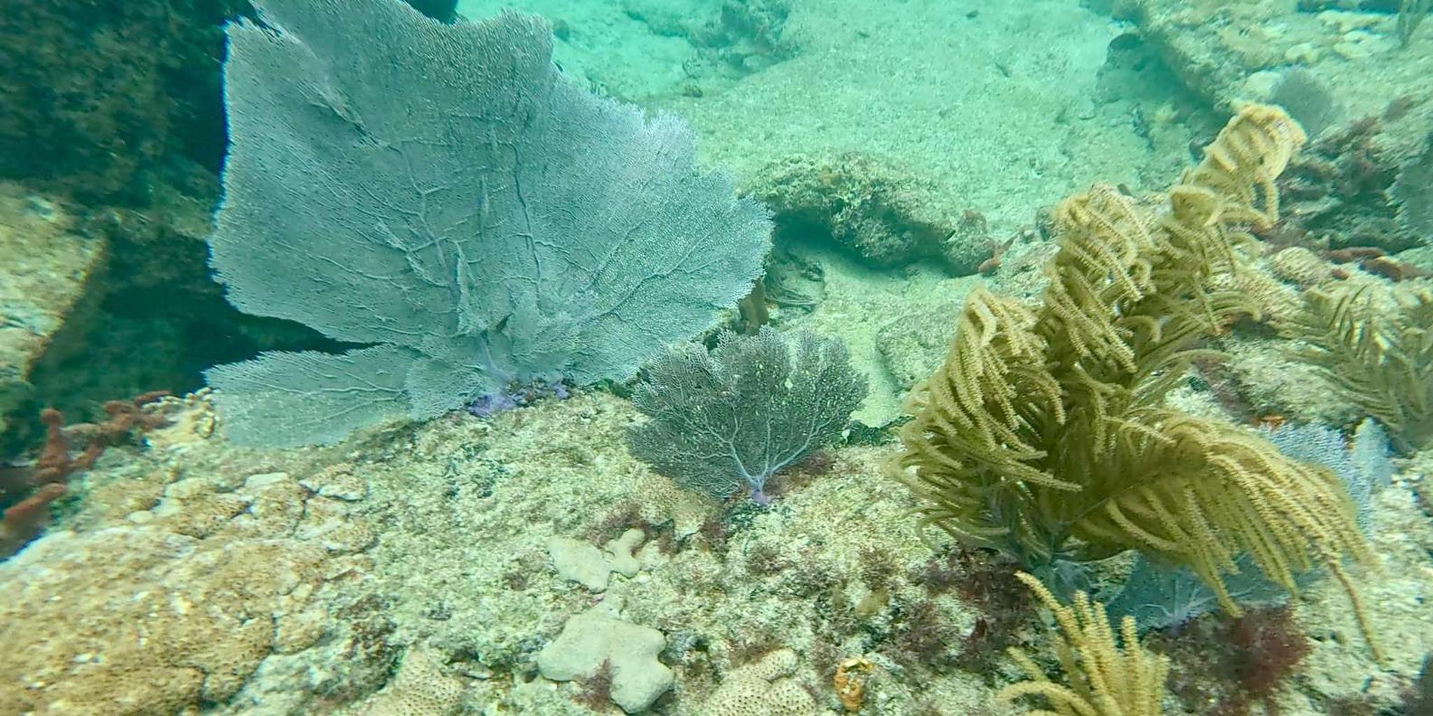 Fort Lauderdale Ocean Reef Snorkel Tour with Snacks - Image 3