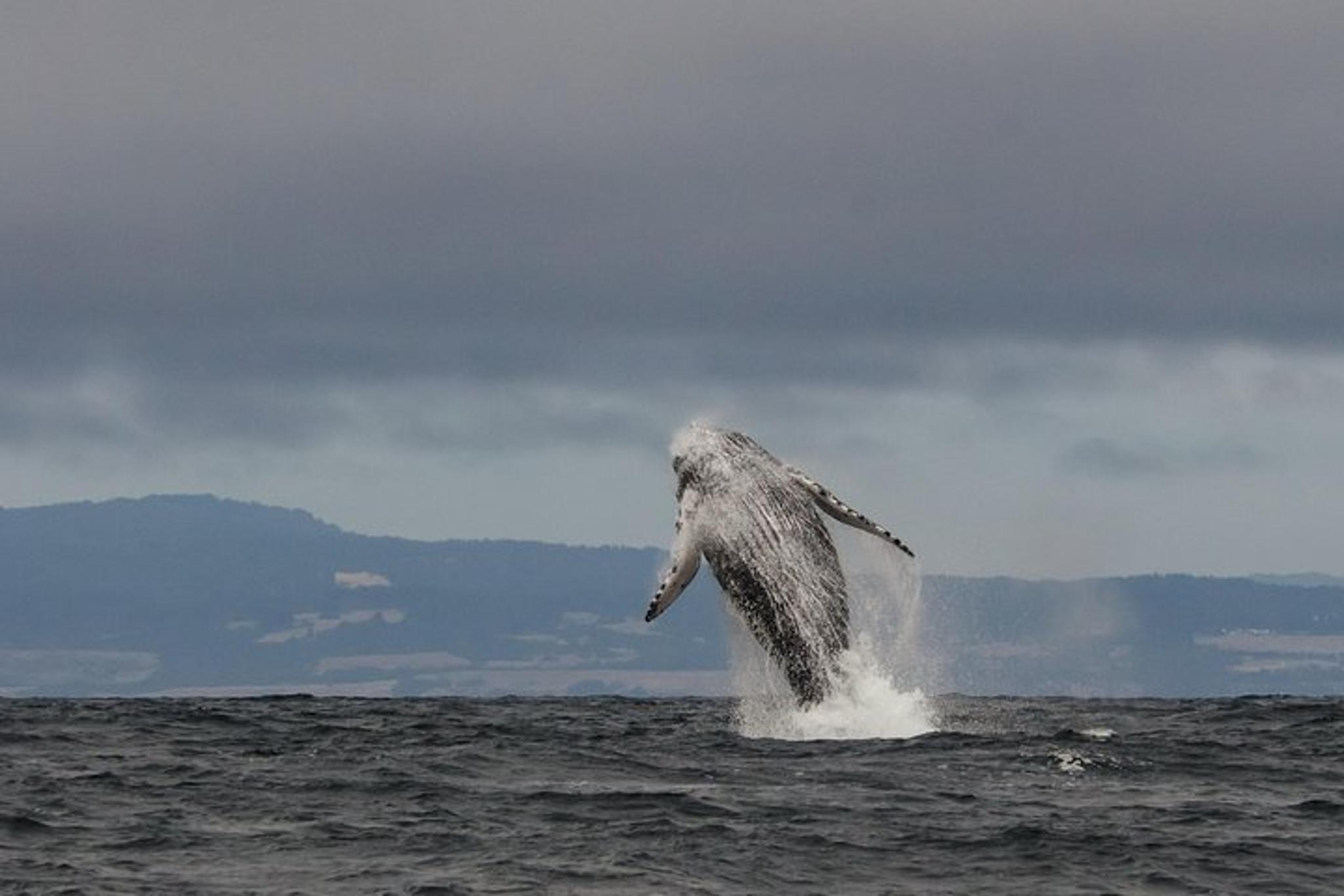 Monterey Bay Whale Watching Tour
