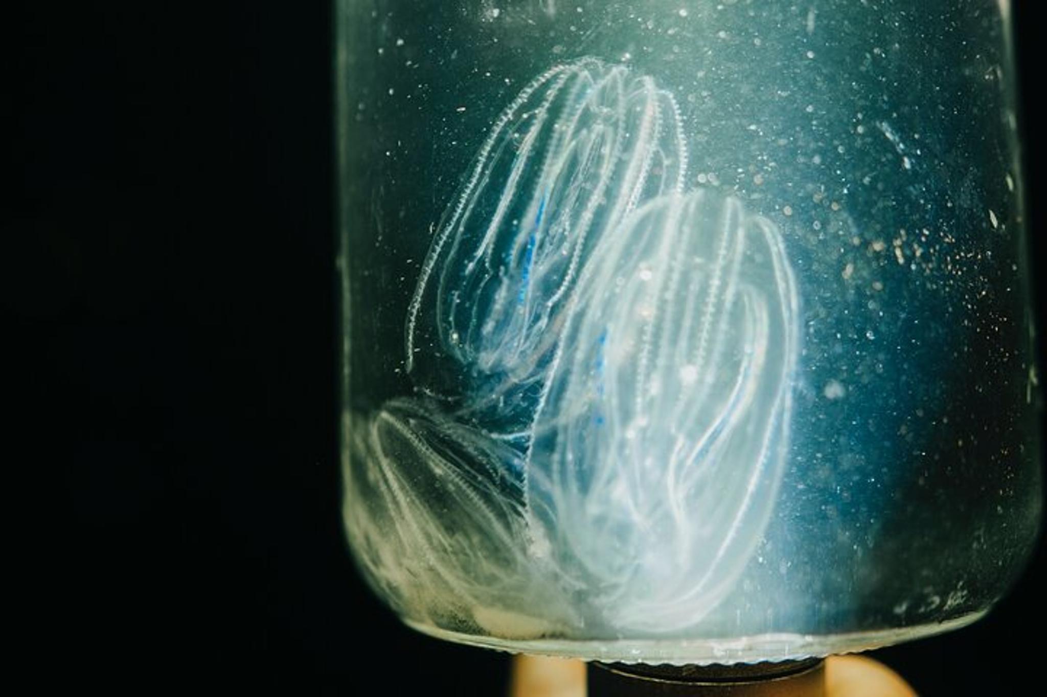 LED Bio Comb Jelly Clear Bottom Kayak Tour - Image 5