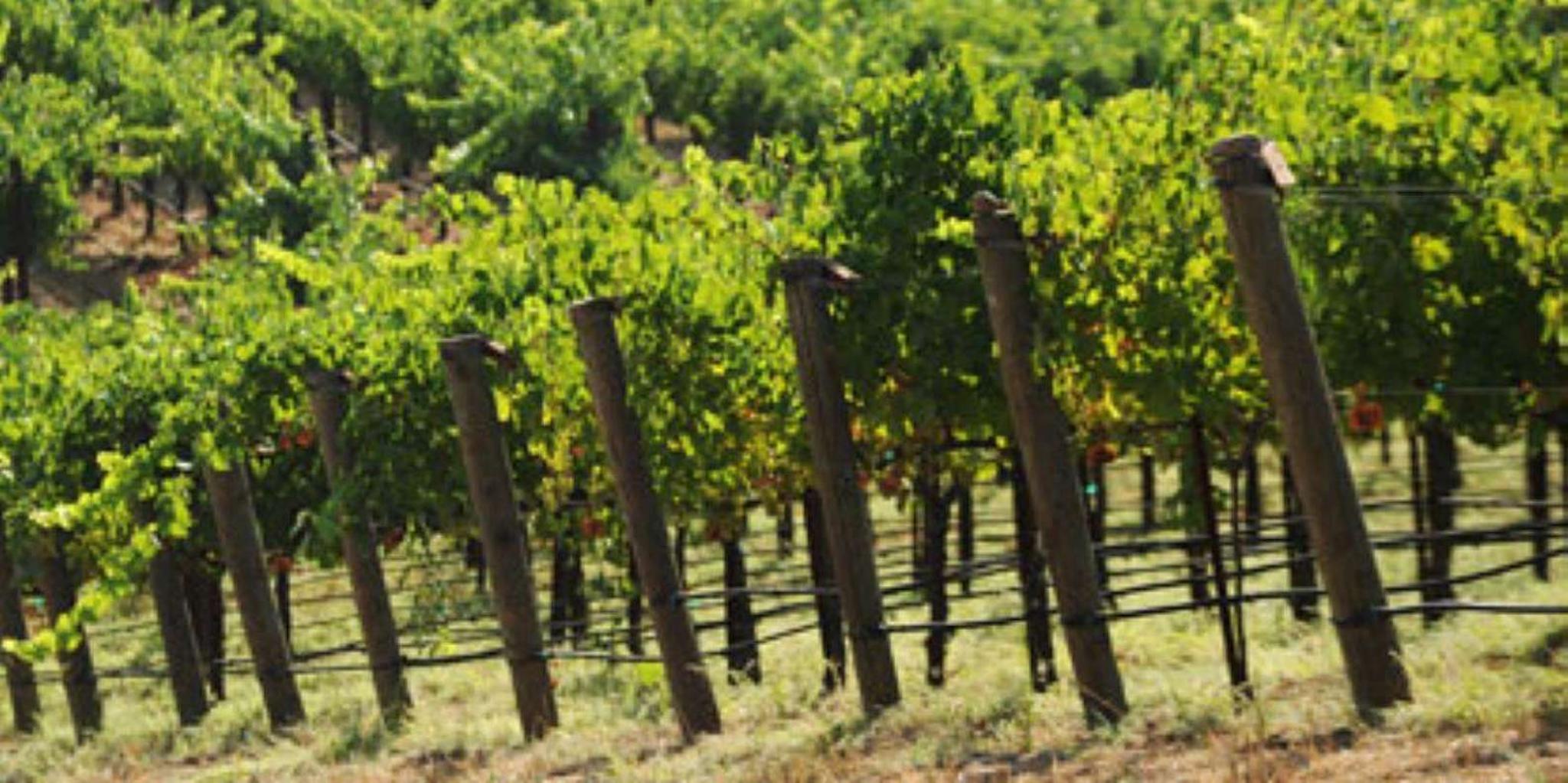 San Francisco Private Wine Tour to Guerneville - Image 3