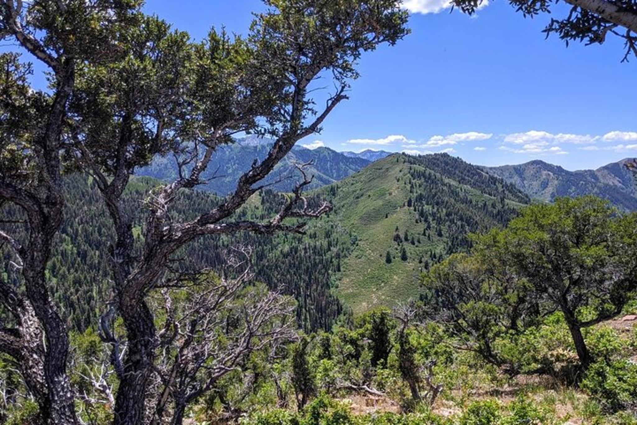 Park City Hiking Tour with Local Guide
