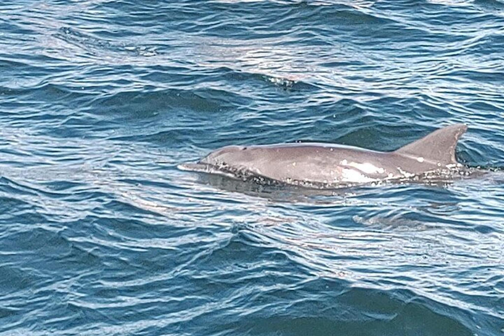 Panama City Dolphin Swim - Image 2