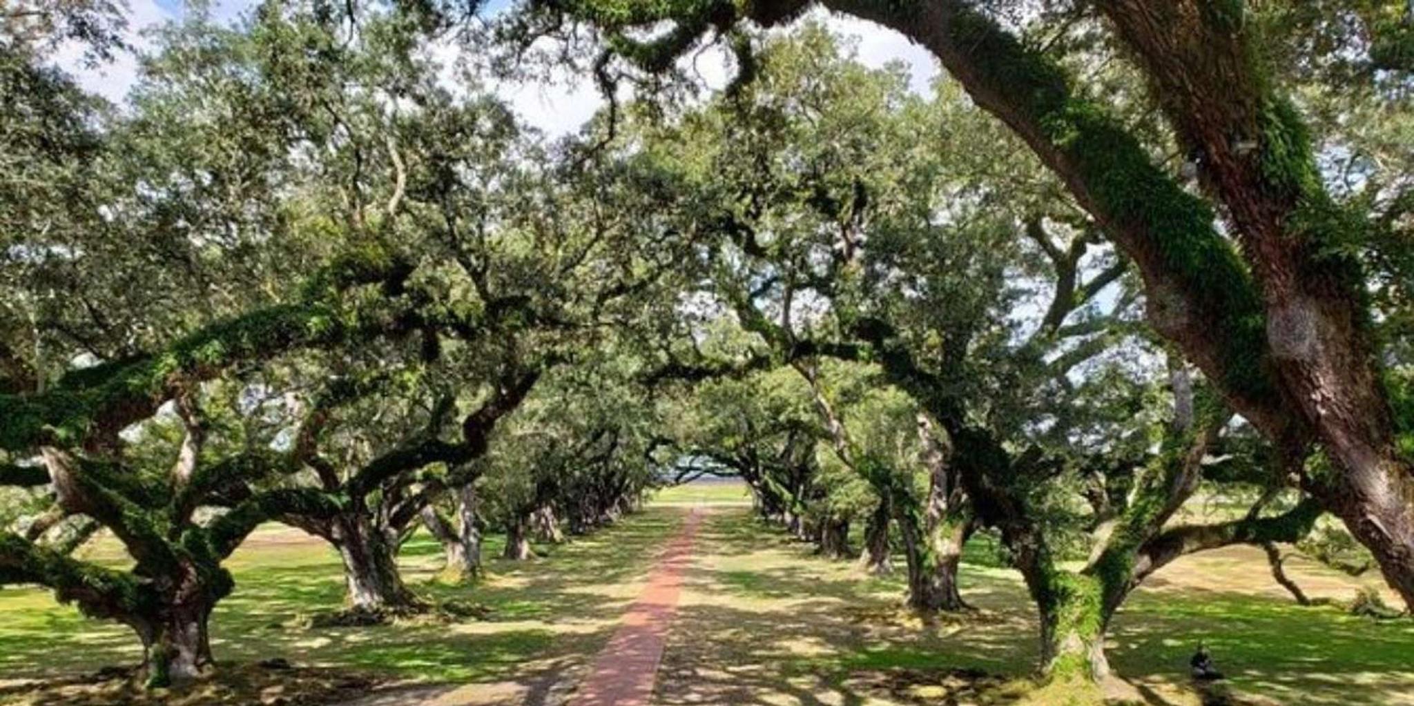 New Orleans Oak Alley and Laura Plantation Tour - Image 3