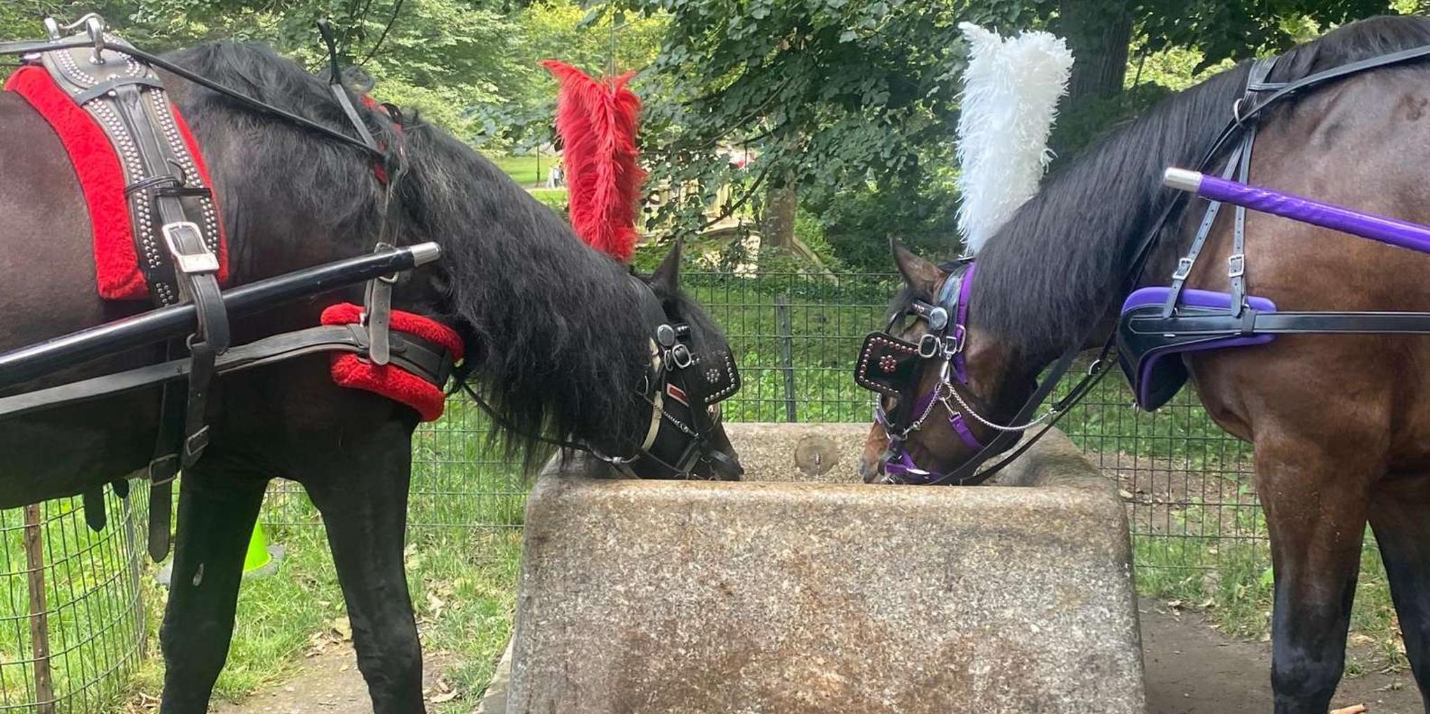 New York Central Park Horse-Drawn Carriage Tour - Image 5