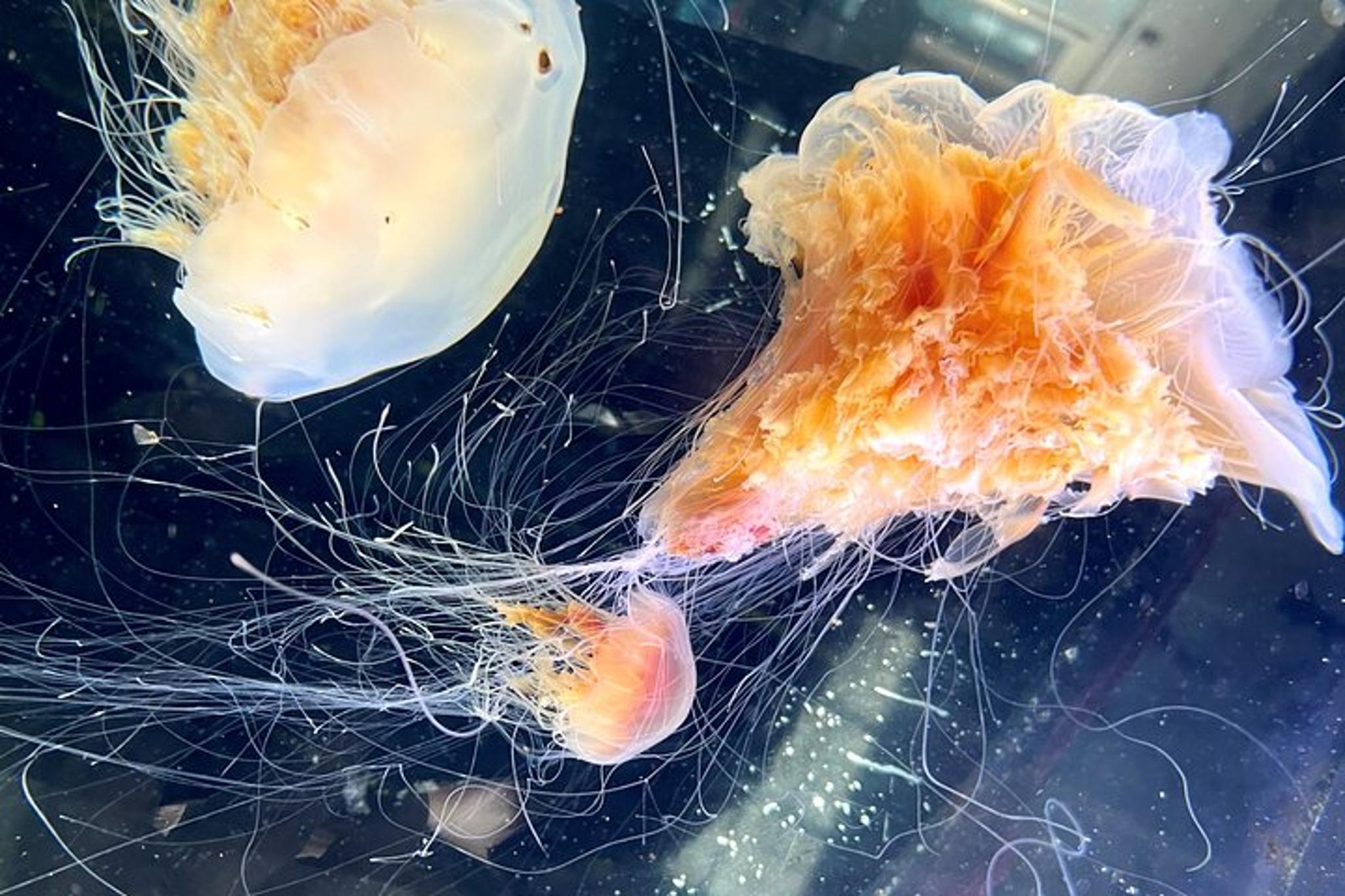 Sitka Aquarium Behind the Scenes Tour - Image 3